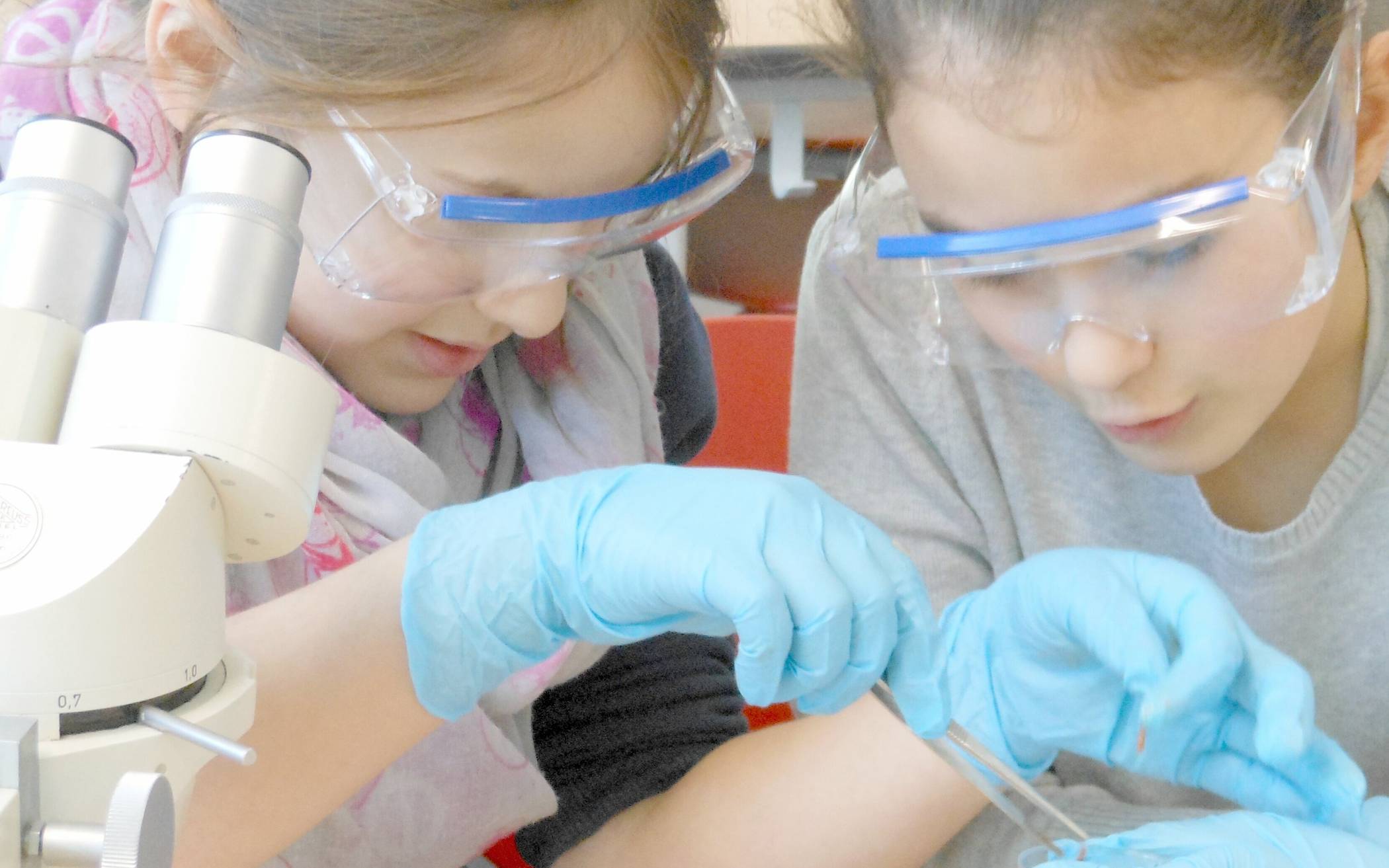  Beobachten, Anfassen und Erforschen im Aquazoo Kids-Club: Junge Naturforscherinnen untersuchen die Organe eines Fischs. Foto: Aquazoo/ Löbbecke Museum 