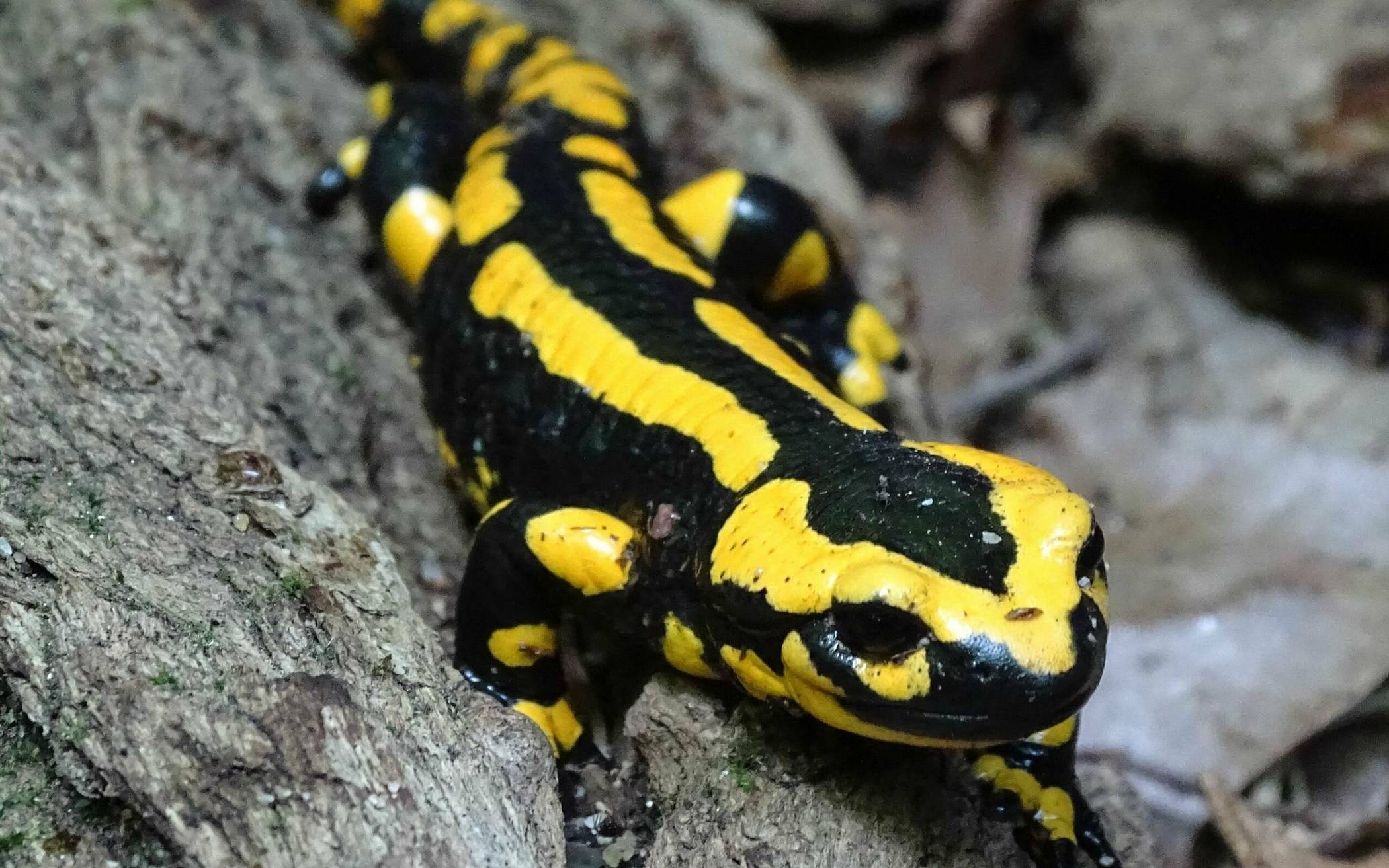 Unverwechselbar: Die schwarz-gelbe Färbung macht den Feuersalamander (Salamandra salamandra) unter den heimischen Lurchen einzigartig. 