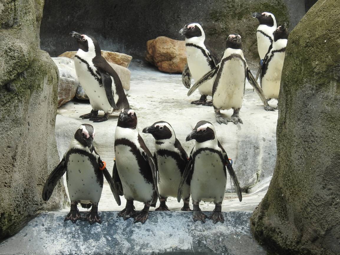 Kommentierte Fütterung der Pinguine