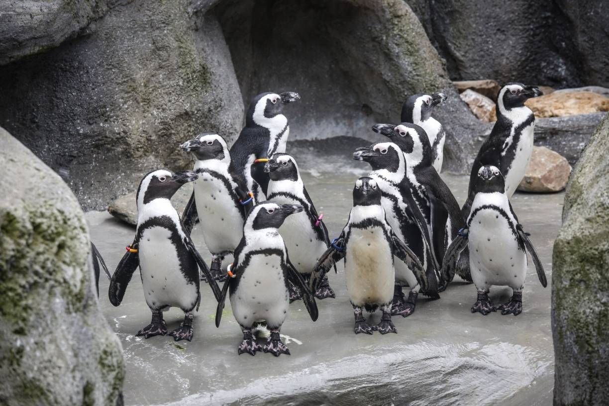 Pinguinbecken im Aquazoo muss repariert werden