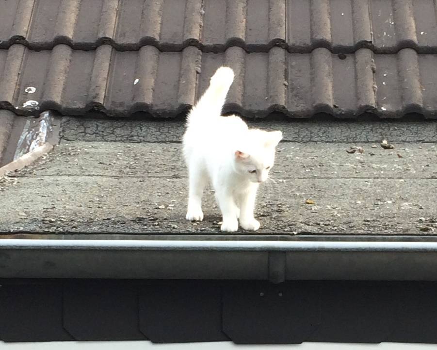 Feuerwehr rettet Kätzchen vom Dach