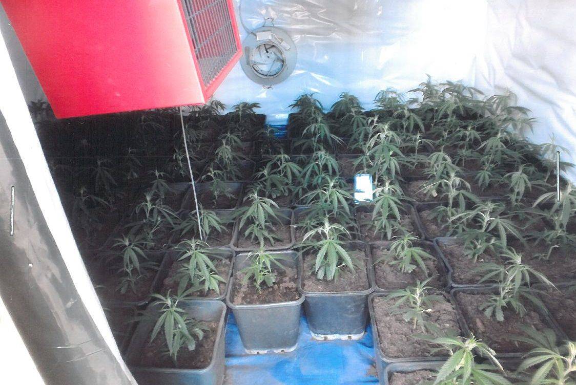 Marihuana-Plantage in Eller entdeckt