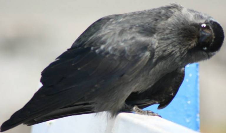 Vogelschutz: Heckenschnitt nur noch bis Ende Februar