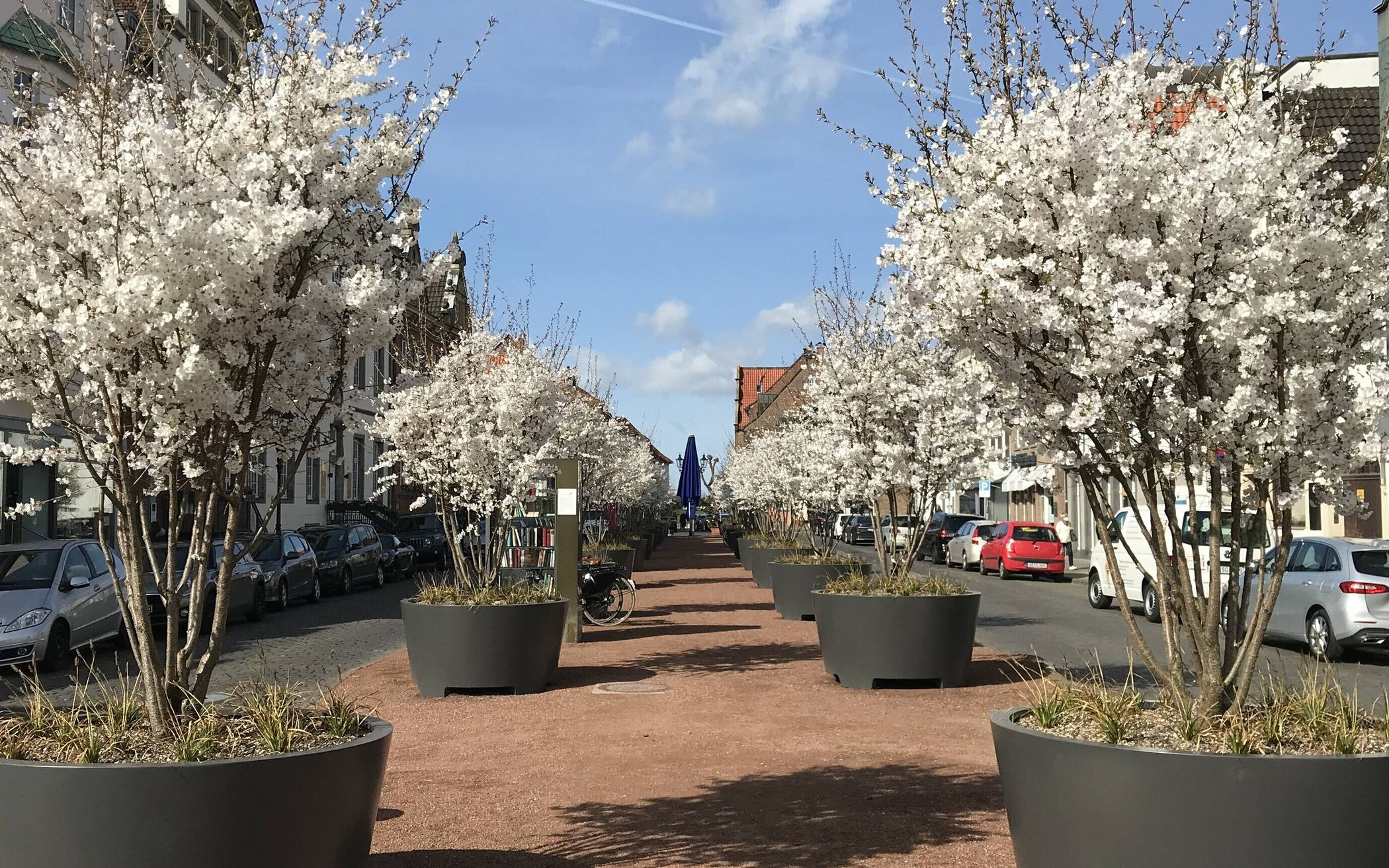  Die Wirkung dieser 22 Brautkirschbäume auf dem Kaiserswerther Markt soll untersucht werden. 