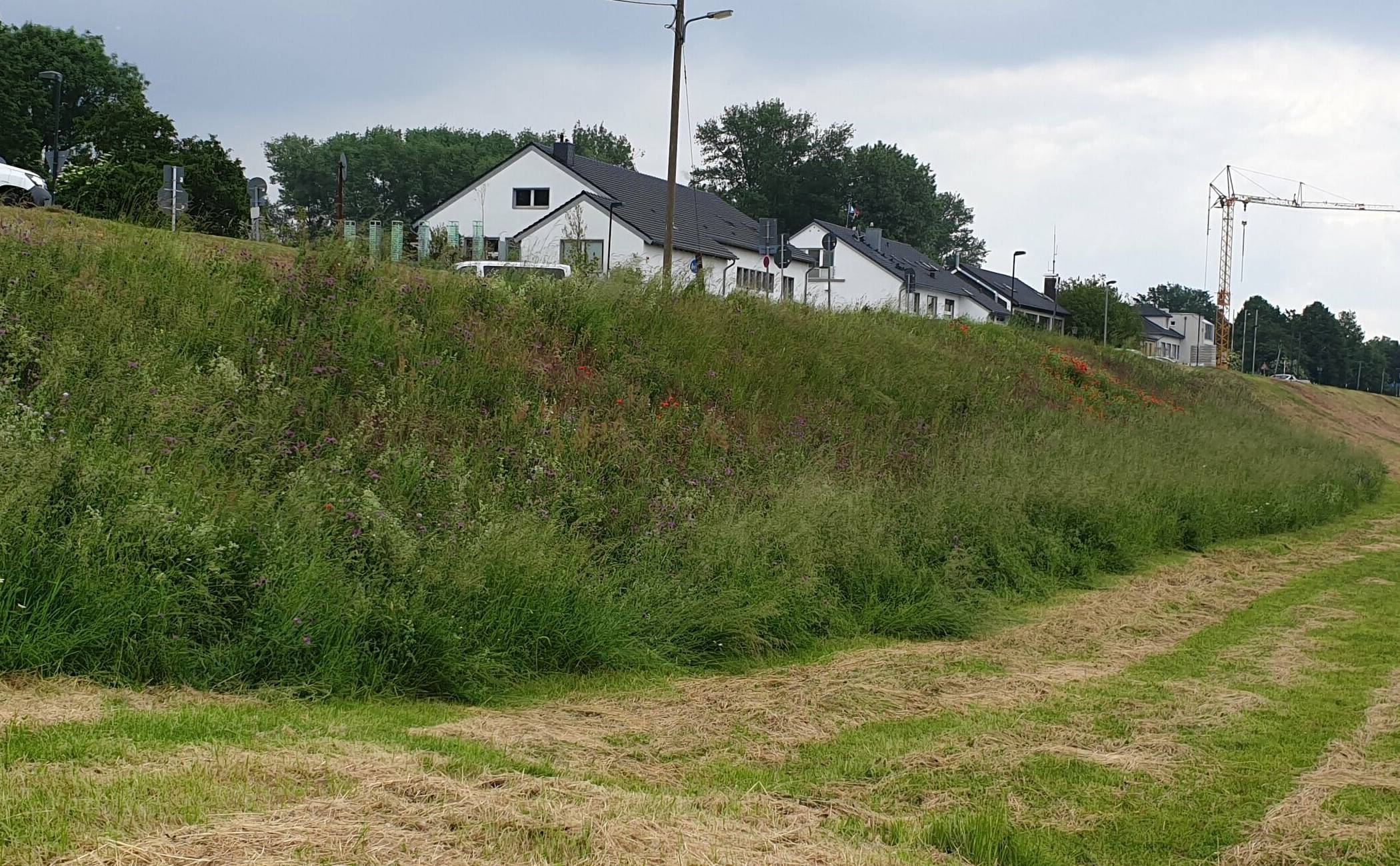 Blühstreifen auf der Landeseite des Löricker