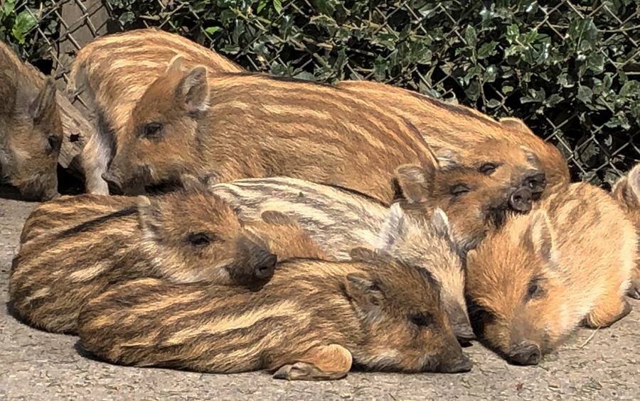 Schweinerei