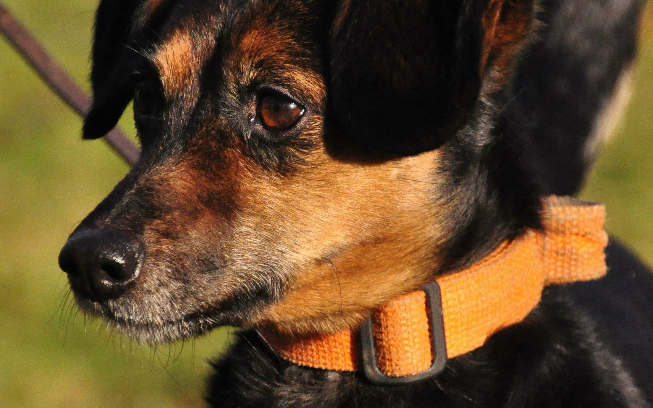  Auch wenn es schwer fällt - wer Tiere aus dem Ausland mitbringen will, muss eine Vielzahl von Bestimmungen beachten - oder von der Mitnahme absehen.  