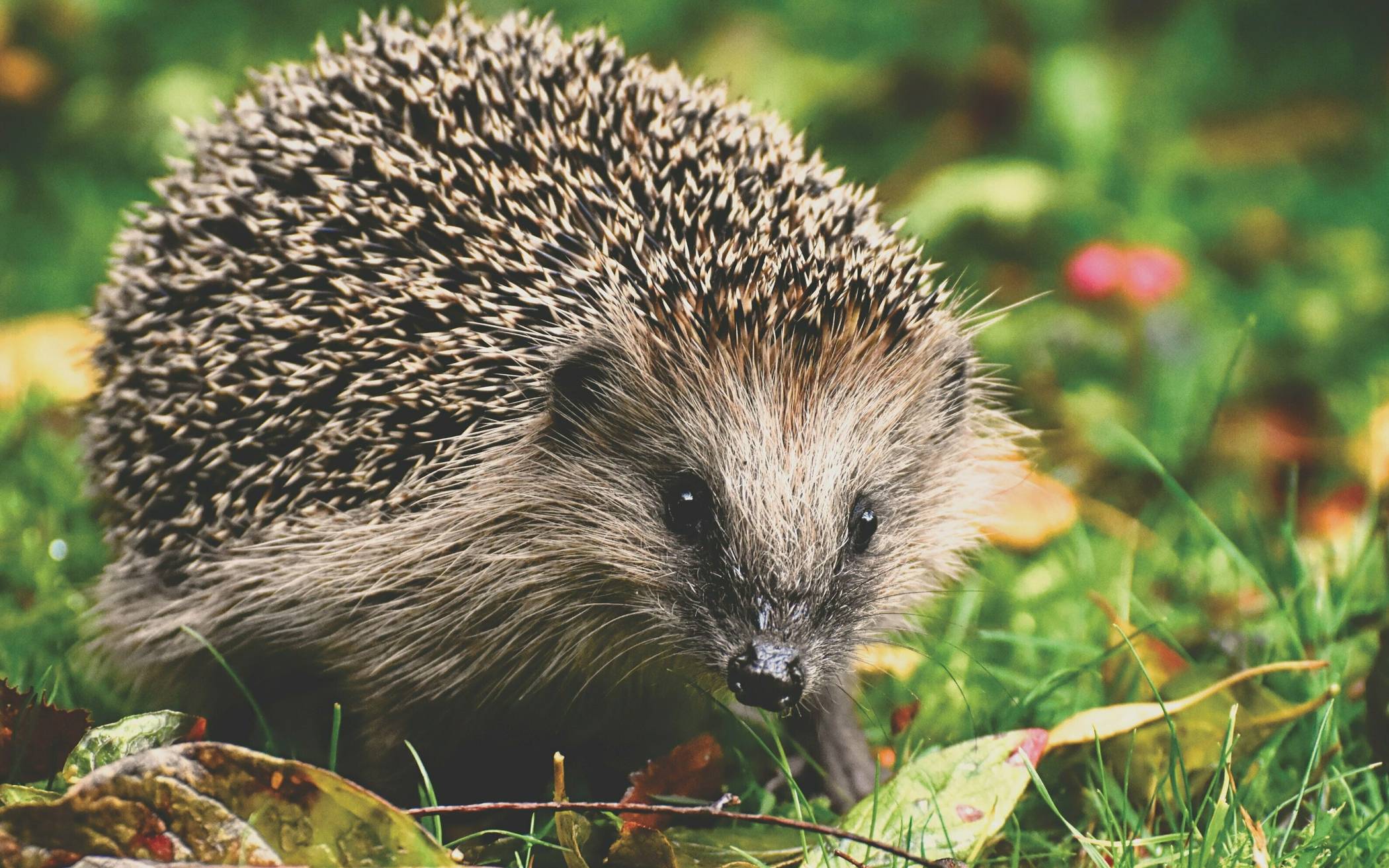  Igel sollten auch im Winter möglichst nicht aus ihrem natürlichen Lebensumfeld genommen werden. 