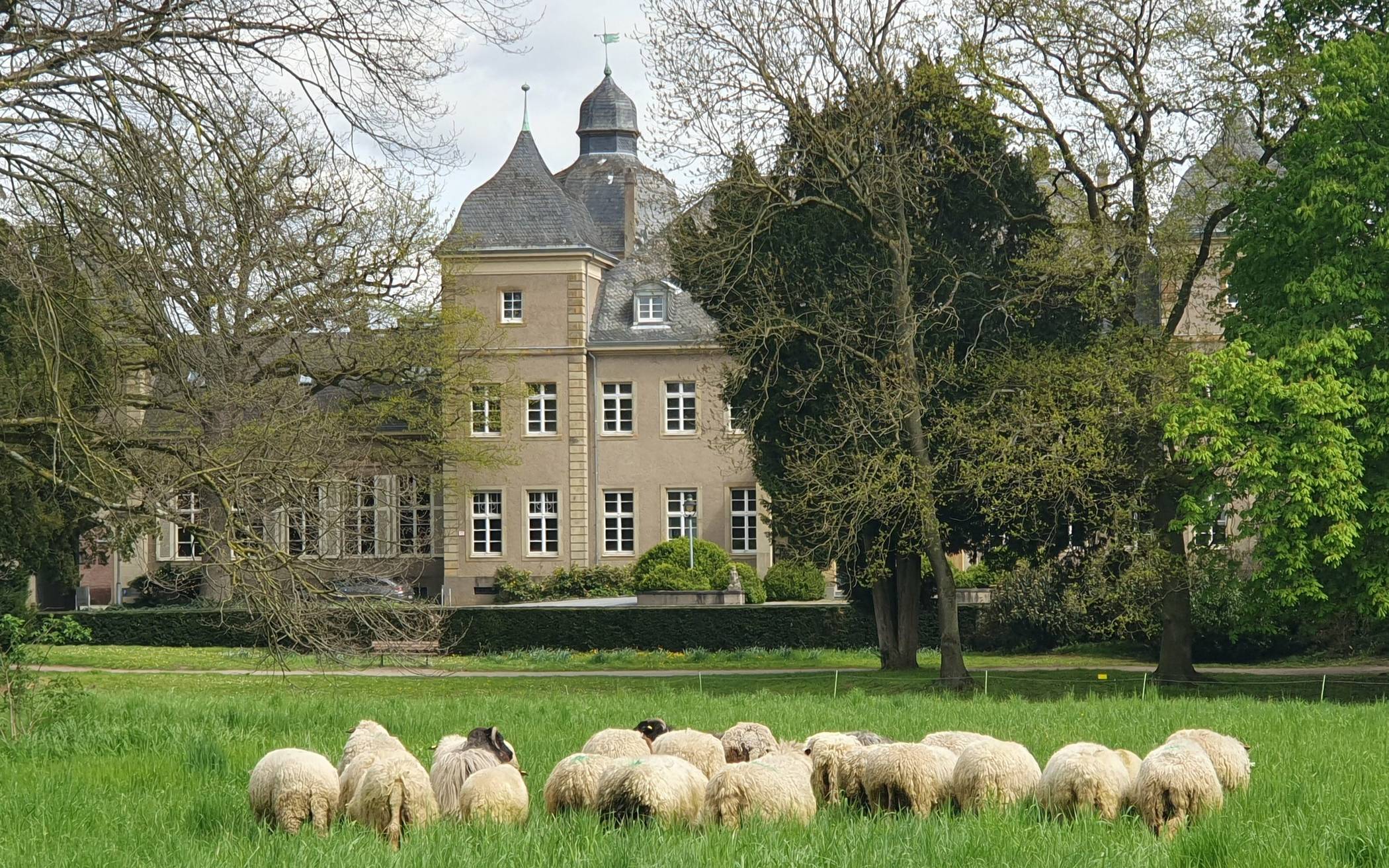 Schafe fressen Stauden vor dem Schloss