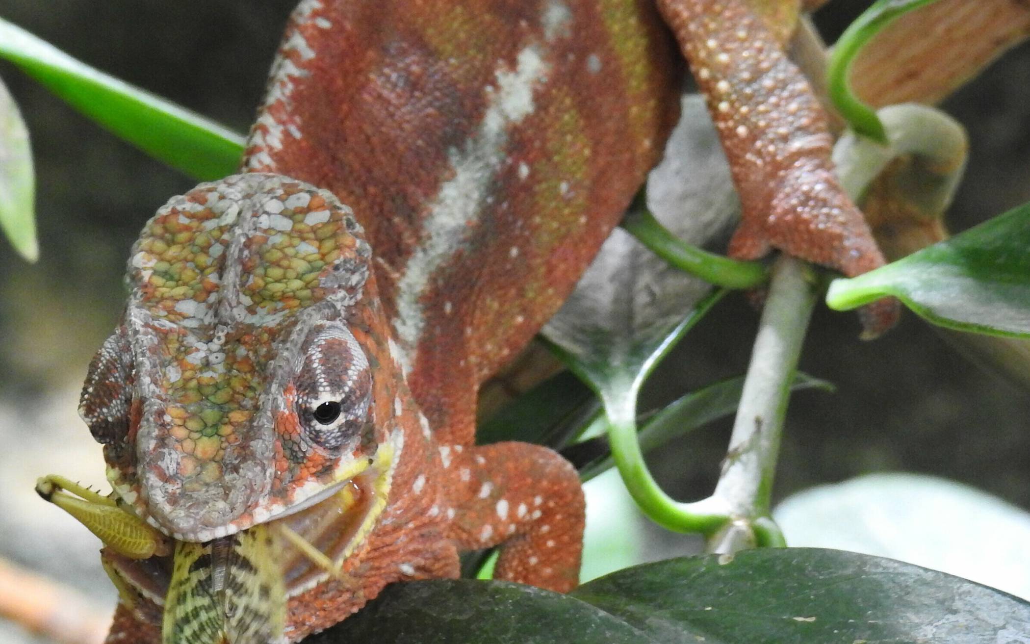  Das Pantherchamäleon (Furcifer pardalis) wird gemeinsam mit weiteren Reptilien und Amphibien für die Dauer der Sanierung in einen Spezial-Container umziehen.   