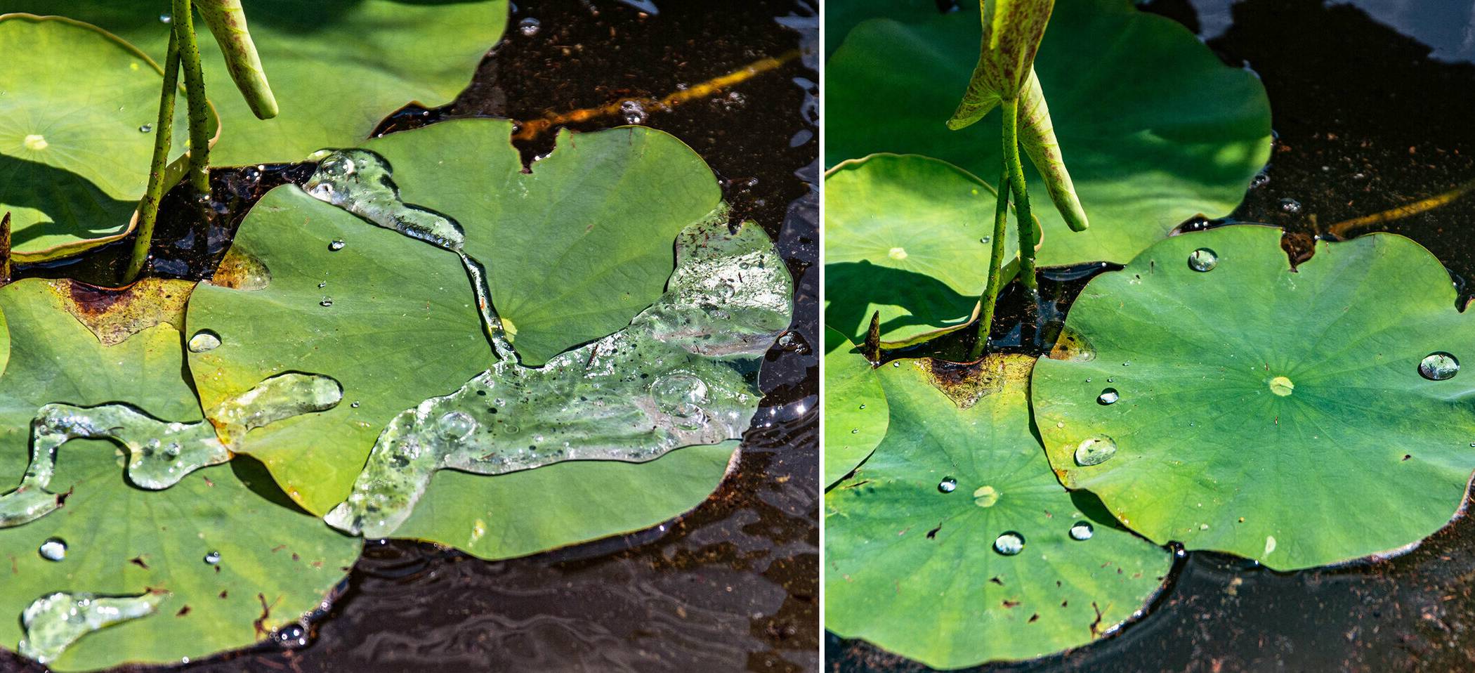  Die Blätter der Lotosblume zeigen einen Effekt, der auch technisch genutzt wird: Durch eine Mikrostrukturierung der Blattoberfläche kann Wasser darauf nicht haften, es rollt einfach ab. Auch Kohlblätter zeigen diesen „Lotoseffekt“. 