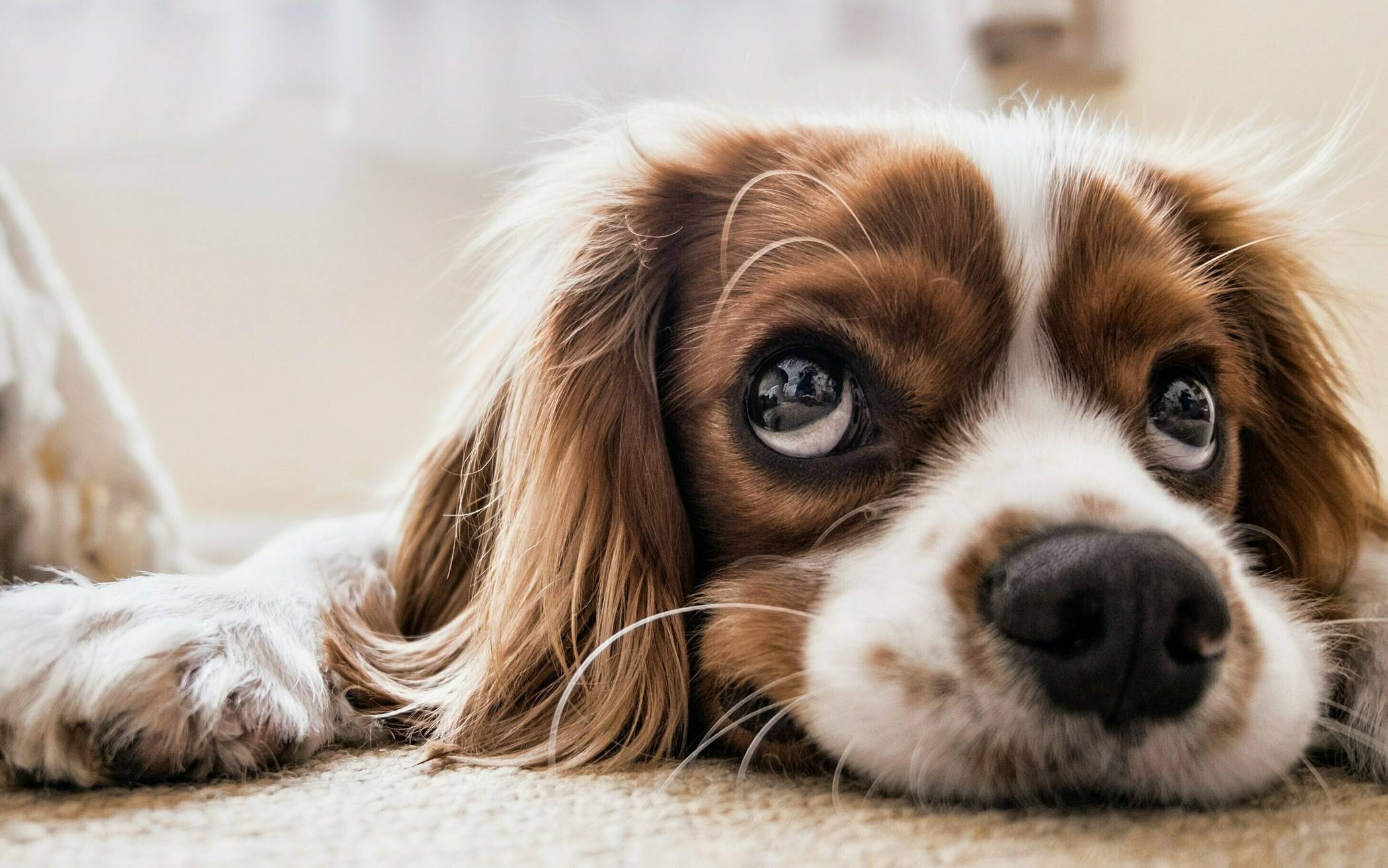 Besonders Tierversuche an Hunden stehen im Fokus des Trauermarsches  der ÄgT.