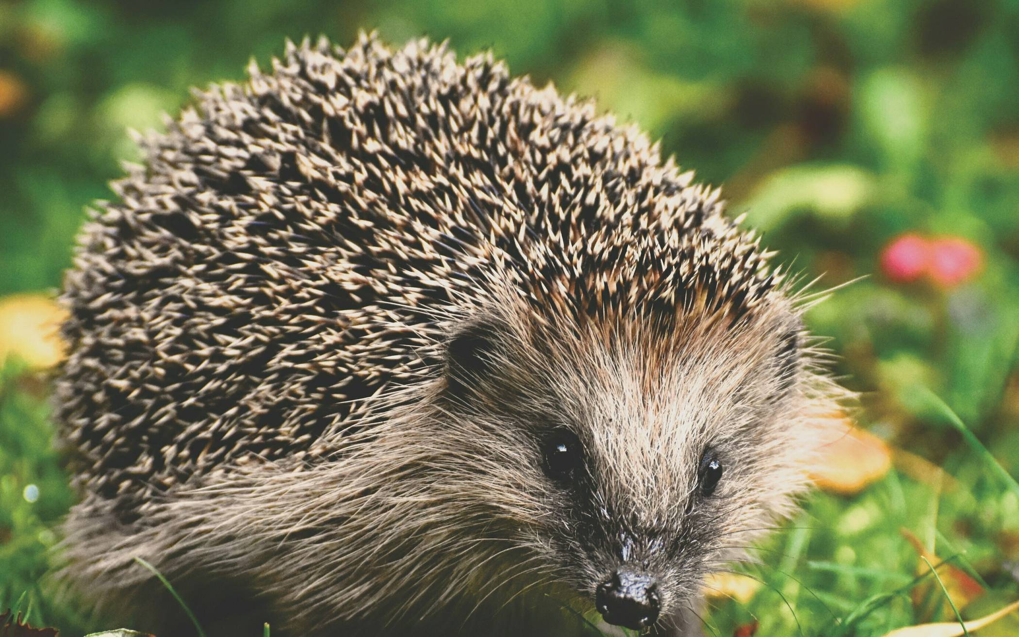 Igel - „Besser im naturnahen Garten...“