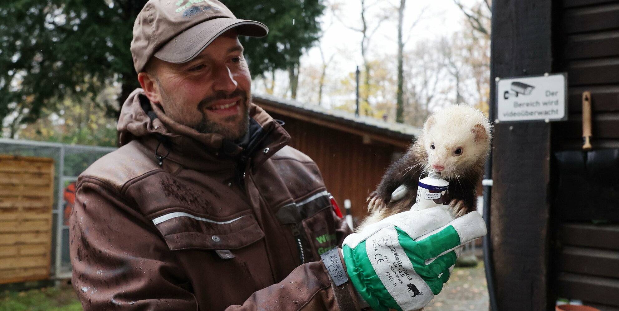 Stillhalten bitte! Wildpark-Leiter Björn Porsche sorgt mit einer Leckerei dafür, dass sich die Frettchen vor der Impfung beruhigen.