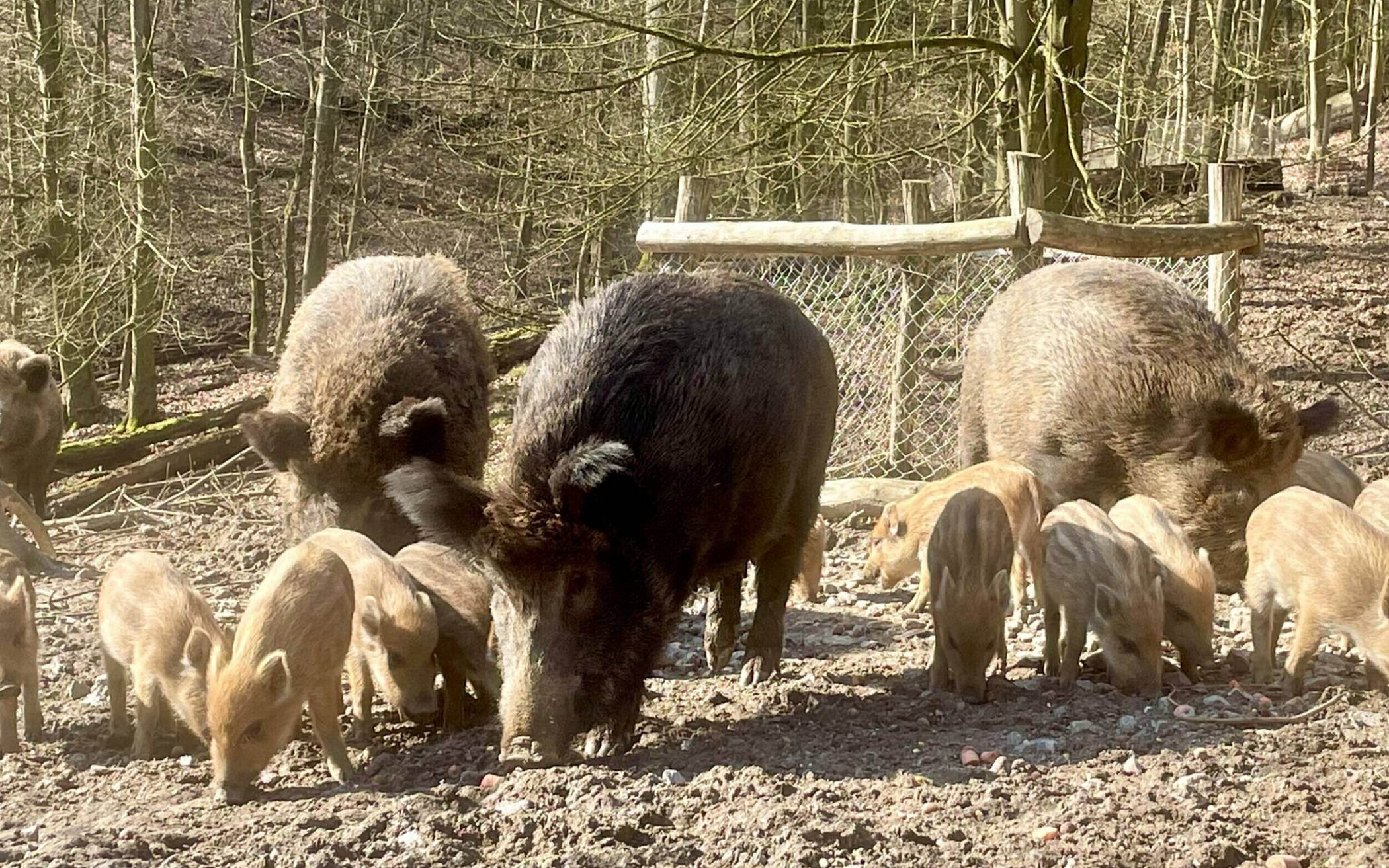  Im Wildpark sind die jungen Wildschweine da.  