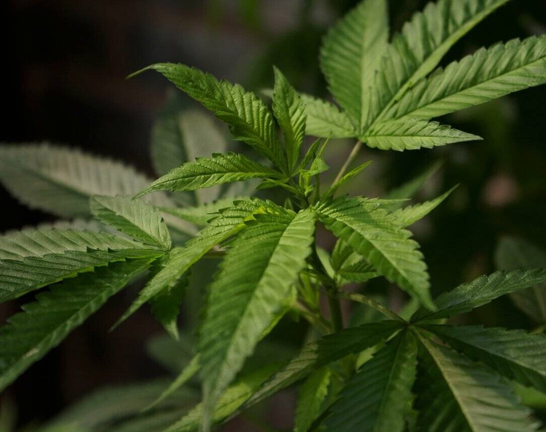  Cannabis-Pflanze 