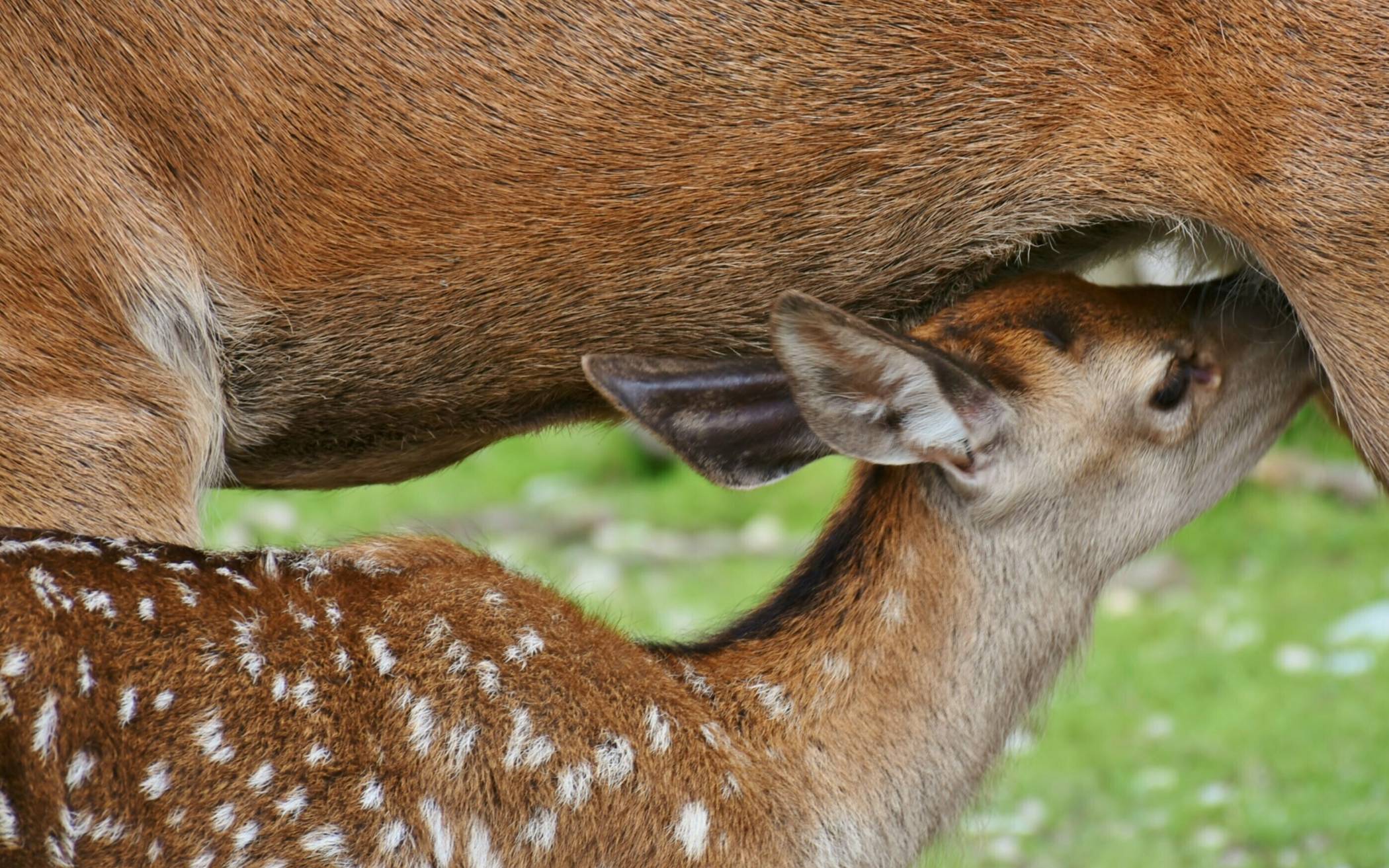 Junge Wildtiere benötigen nur in Ausnahmefällen