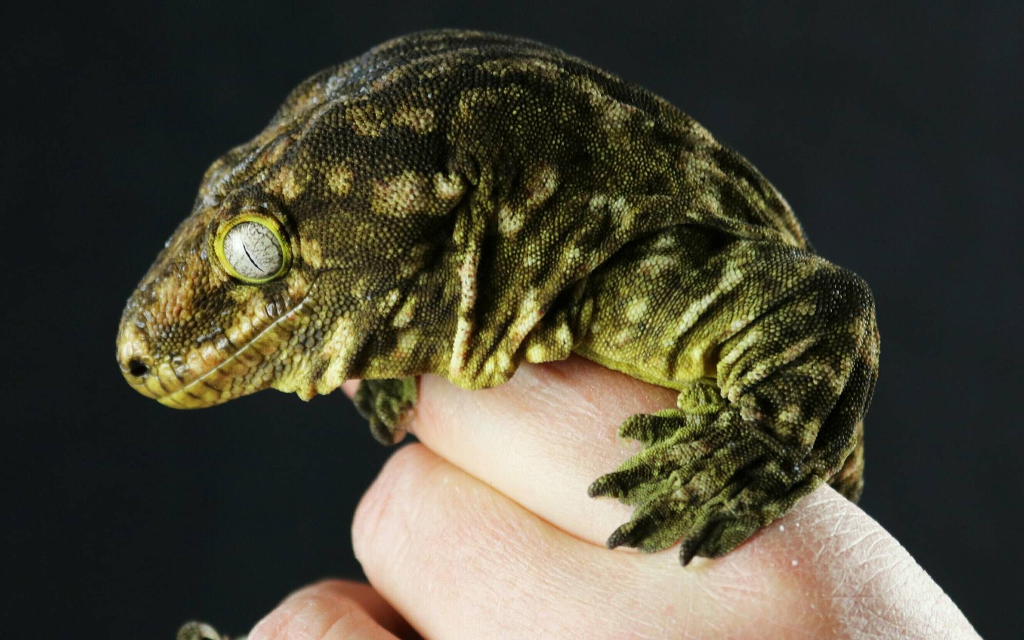 Warum der Gecko „Zootier des Jahres 2024“ ist, können Schulkinder nach Anmeldung am 18. Juli erfahren. Foto: Aquazoo Löbbecke Museum 