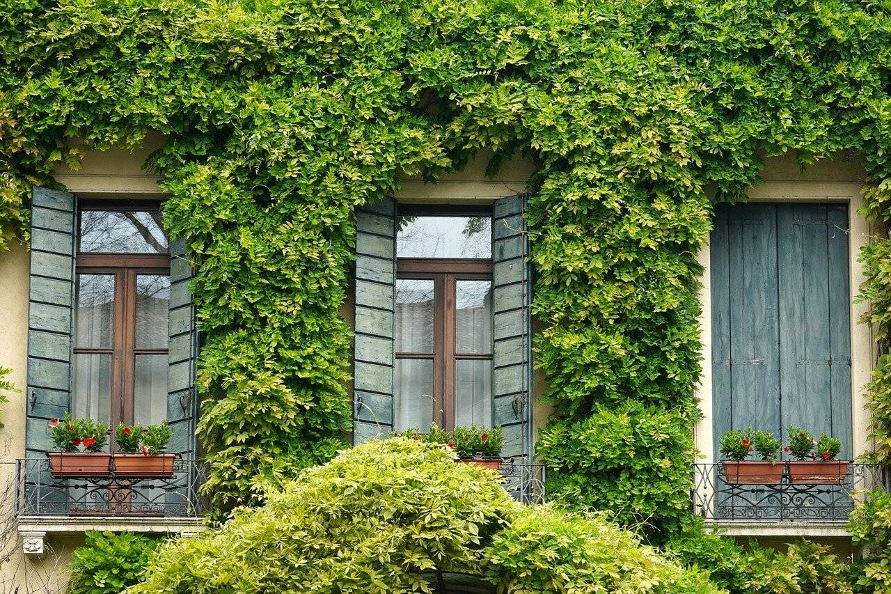 Grünes Düsseldorf: Förderprogramme zur privaten und gewerblichen Begrünung