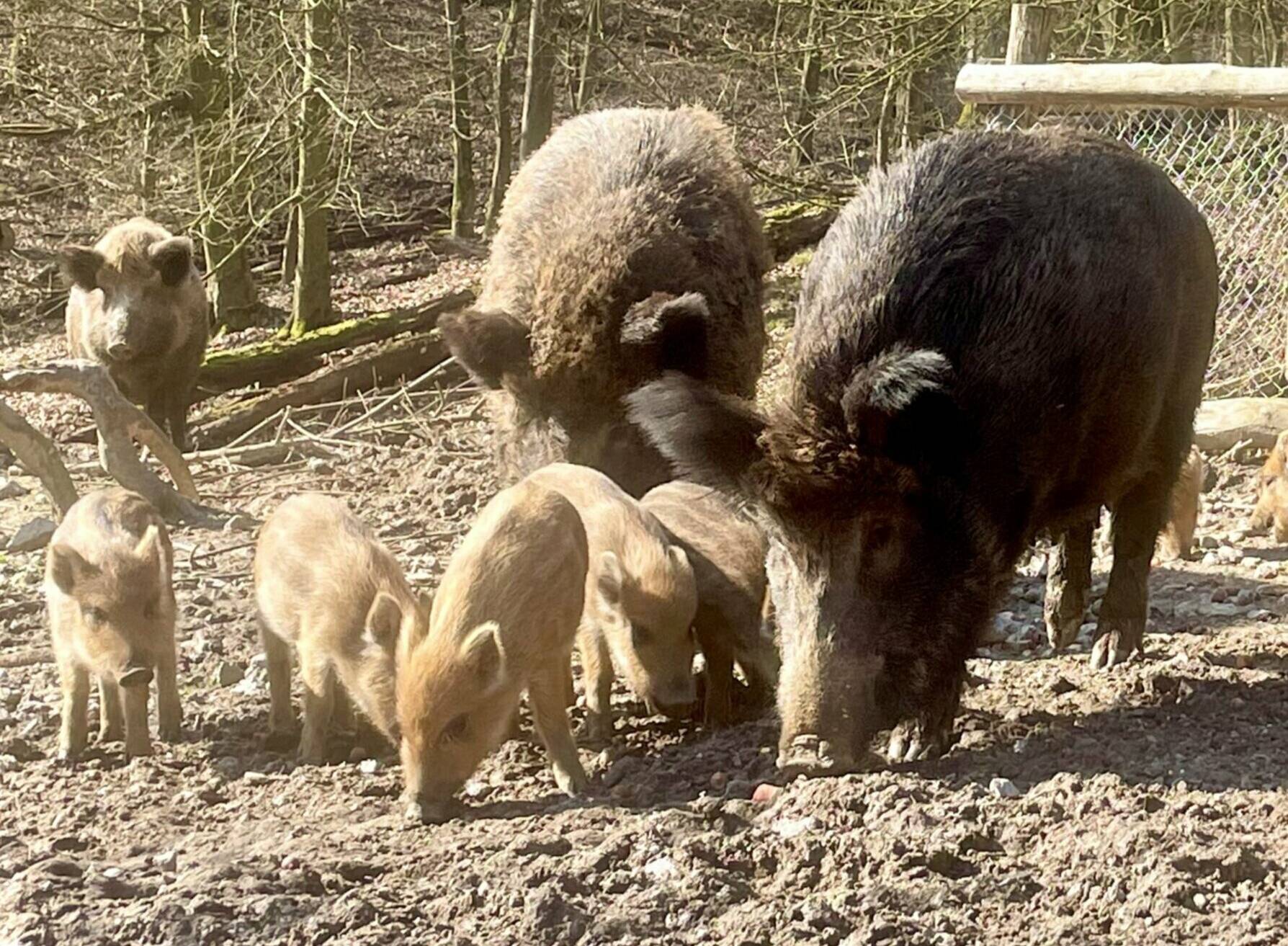  Wildschweine im Wildpark 