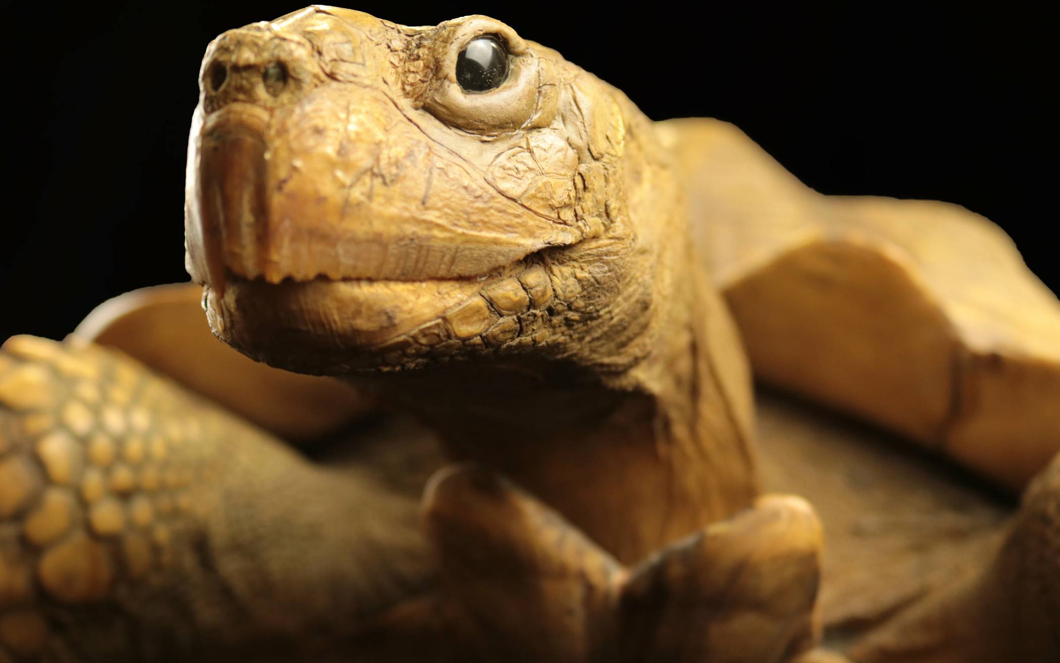 Schildkröten wie diese Spornschildkröte altern anders
