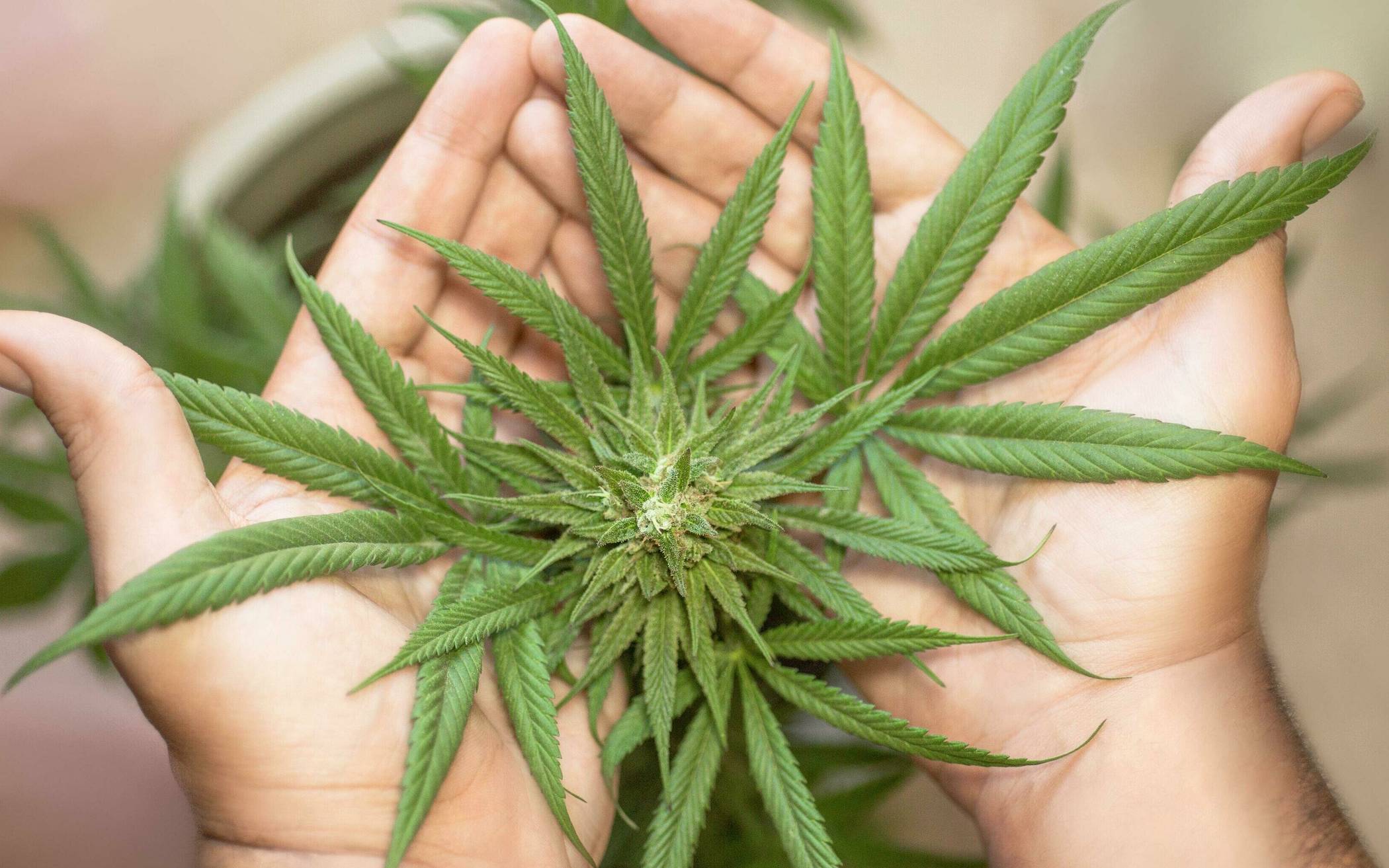  Cannabis-Pflanze - „Gerade vor dem Hintergrund anstehender Neuwahlen und die Möglichkeit einer unionsgeführten Regierung befürchten unsere Mitglieder Datenmissbrauch.“ 