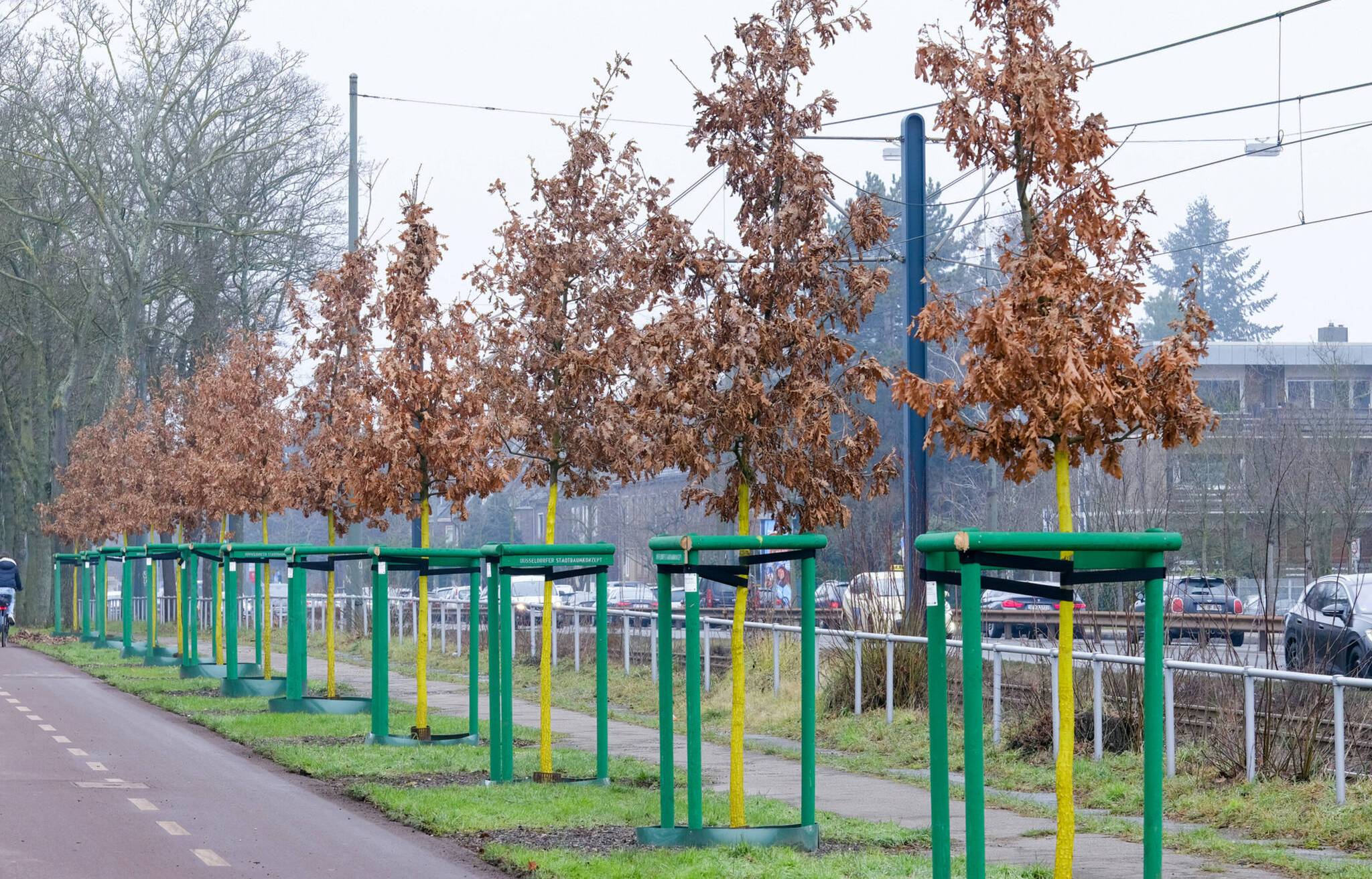  Die Ungarischen Eichen (Quercus frainetto) an der Witzelstraße sind Teil der Düsseldorfer Zukunftsbaumliste. Die Baumart ist ursprünglich in Süd- und Südosteuropa beheimatet. Die Laubbäume gelten als Zukunftsbäume, weil sie robust sind und insbesondere Trockenheit gut vertragen, aber auch frosthart sind.  