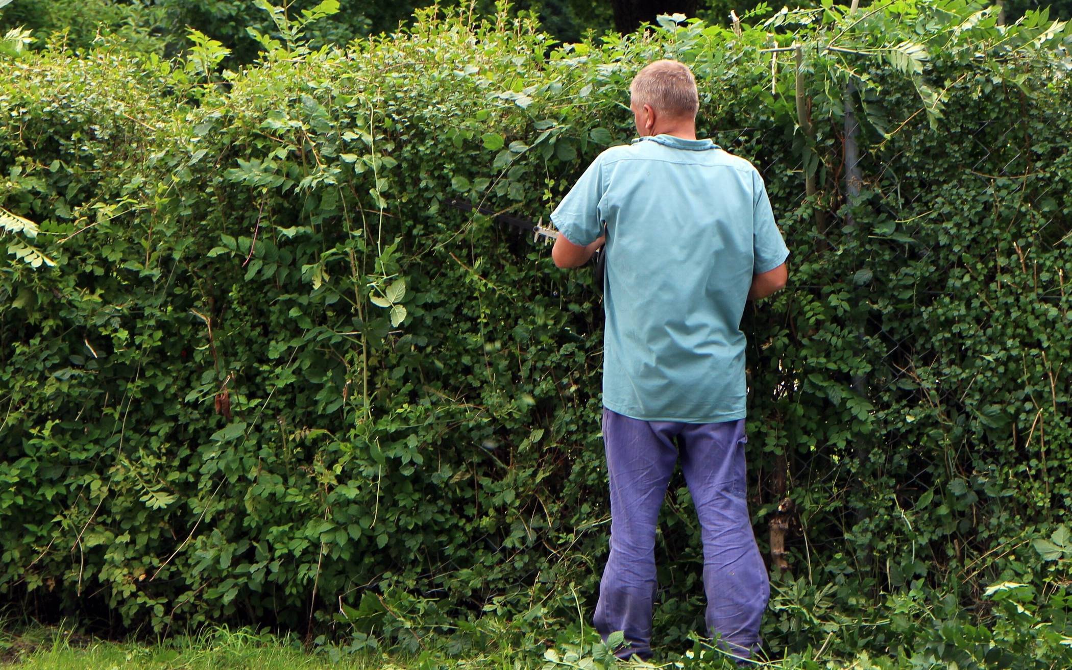 Wer in diesen Tagen noch seine Hecke stutzen möchte, muss sich sputen.