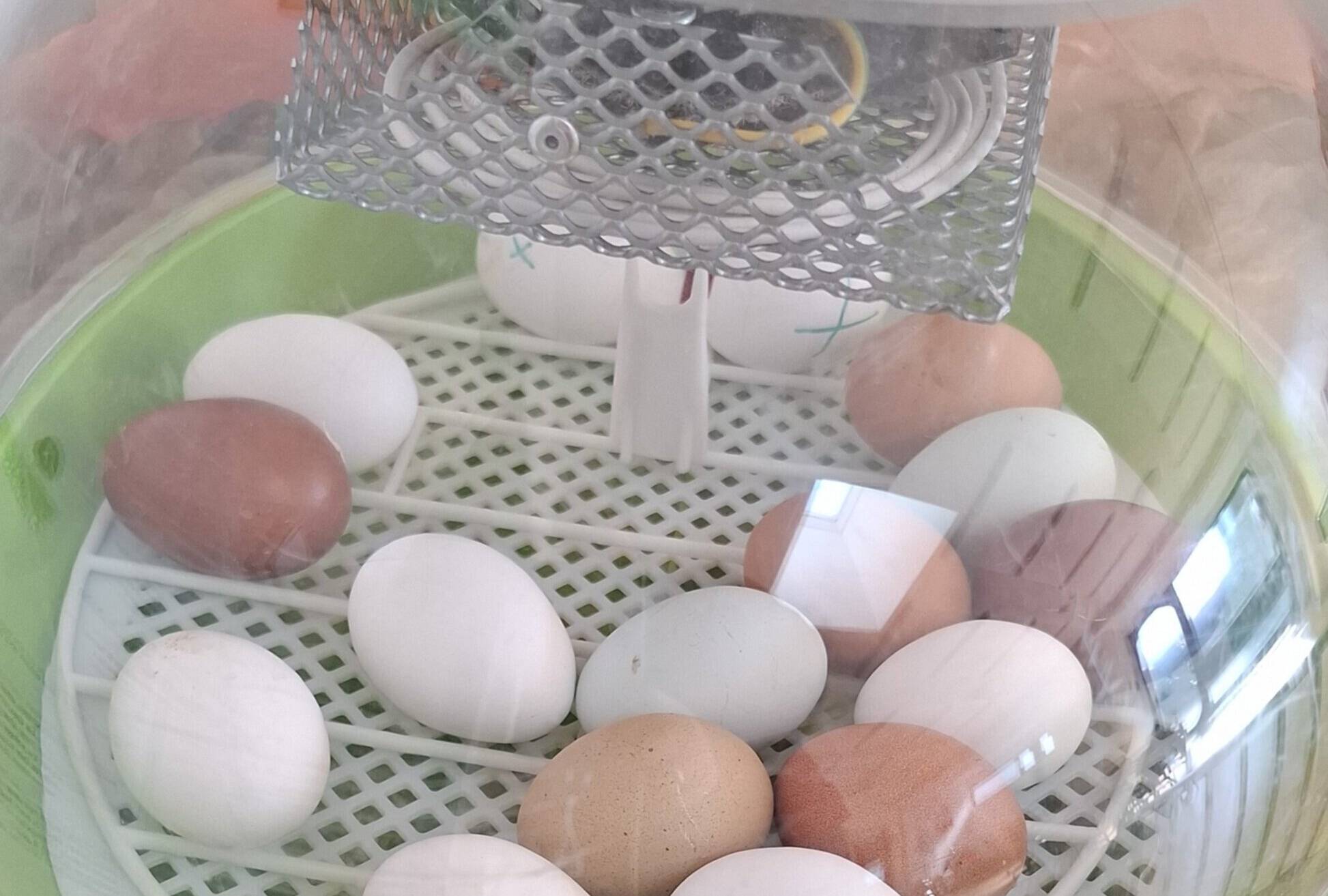  Aus diesen Eiern schlüpften in Garath Hanelore, Emmi, Raffaello, Emma, Bounty, Snickers, Mars, Wunder und Hope. 
