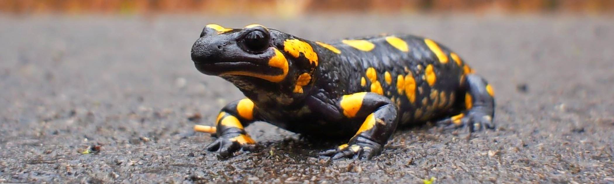  In der „Roten Liste“ für gefährdete Tierarten heraufgestuft worden - der Feuersalamander. 