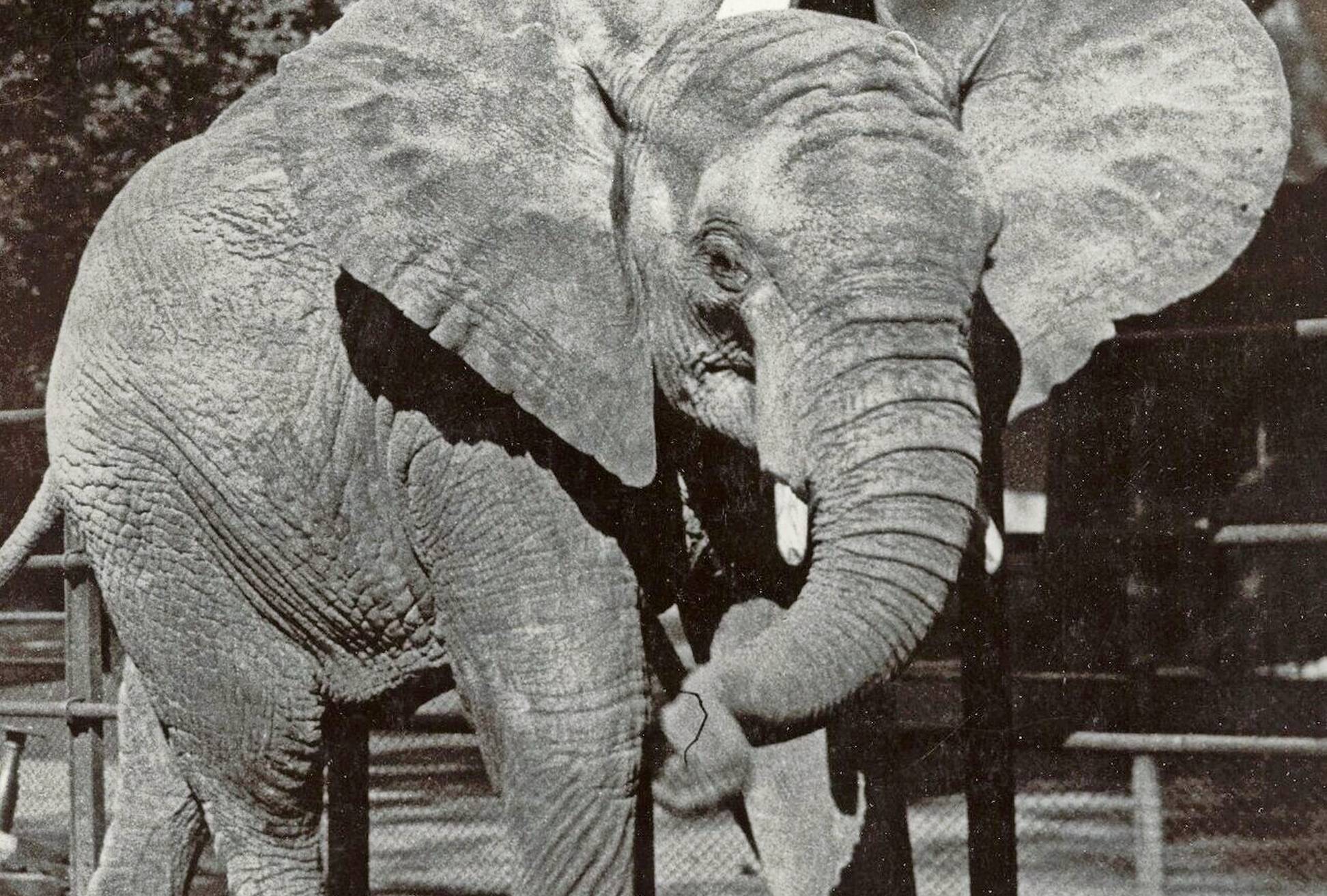 Der Afrikanische Elefant Hannibal galt als Publikumsliebling im ehemaligen Zoo.