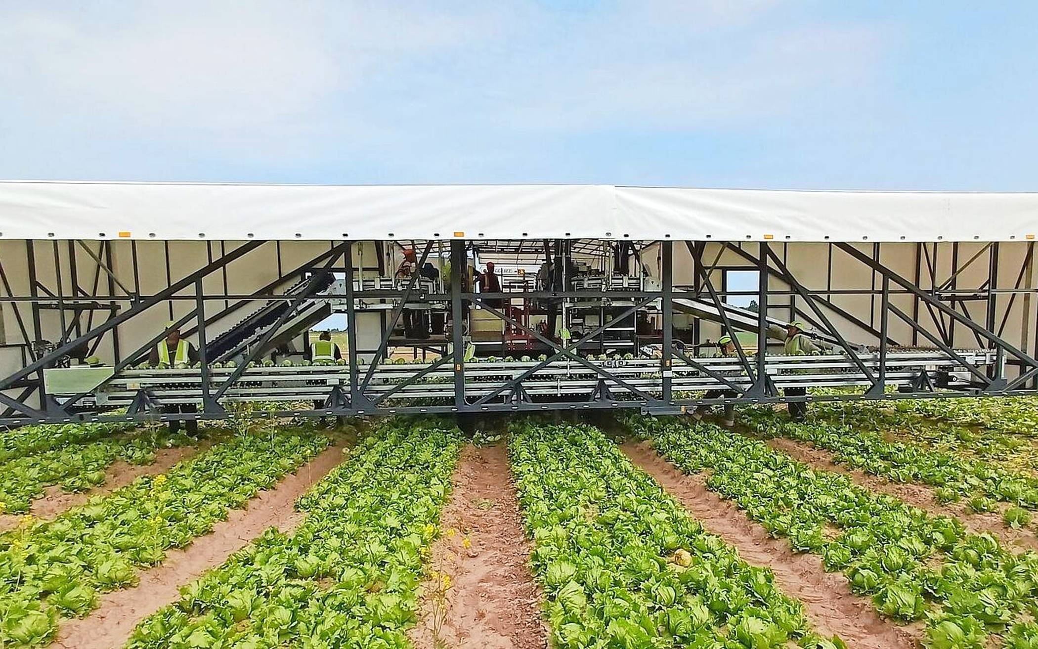 Soll weiterentwickelt werden: eine aktuelle Salat-Erntemaschine im Feldeinsatz.