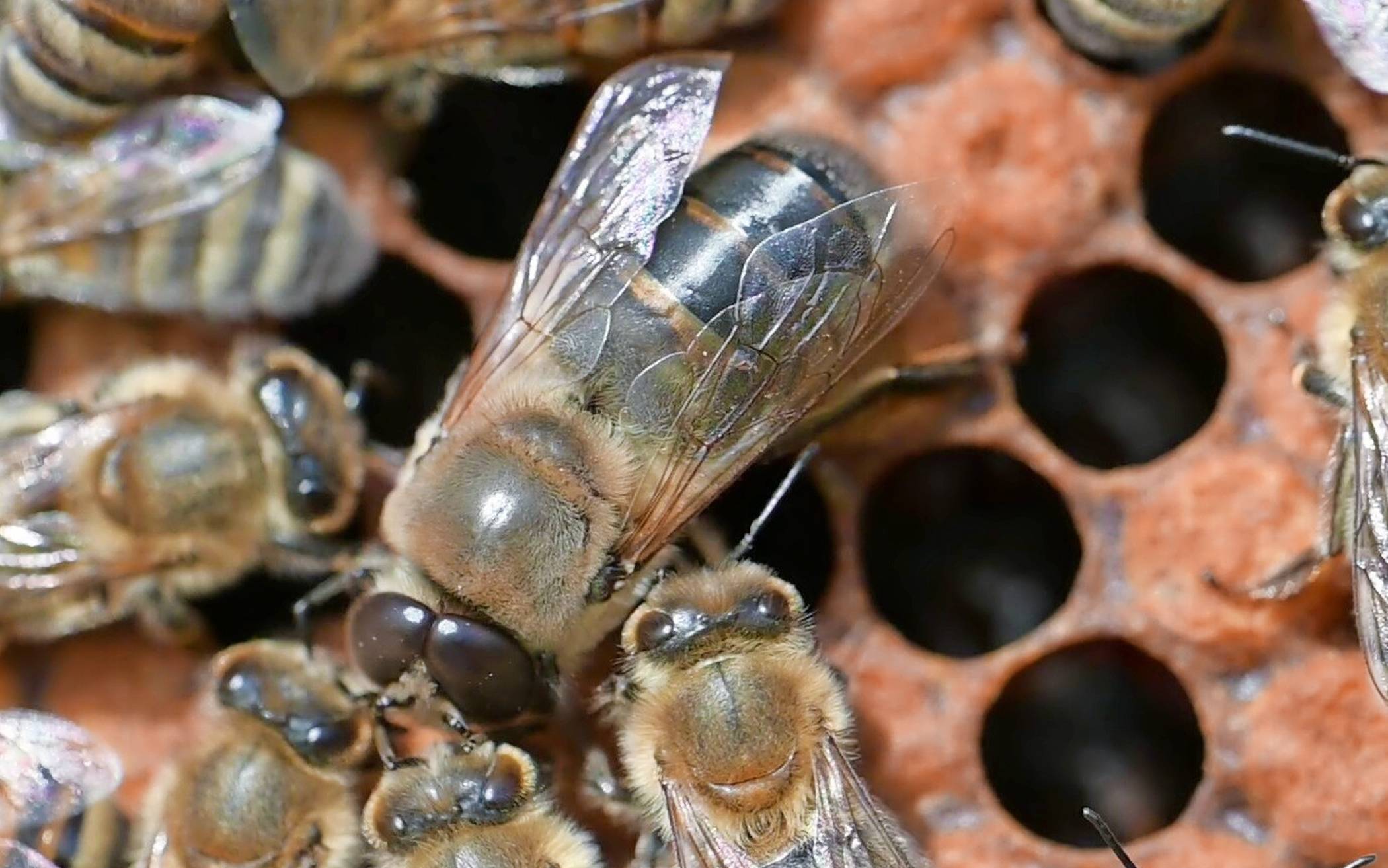 Eine Drohne (Bildmitte) bettelt Arbeiterbienen um