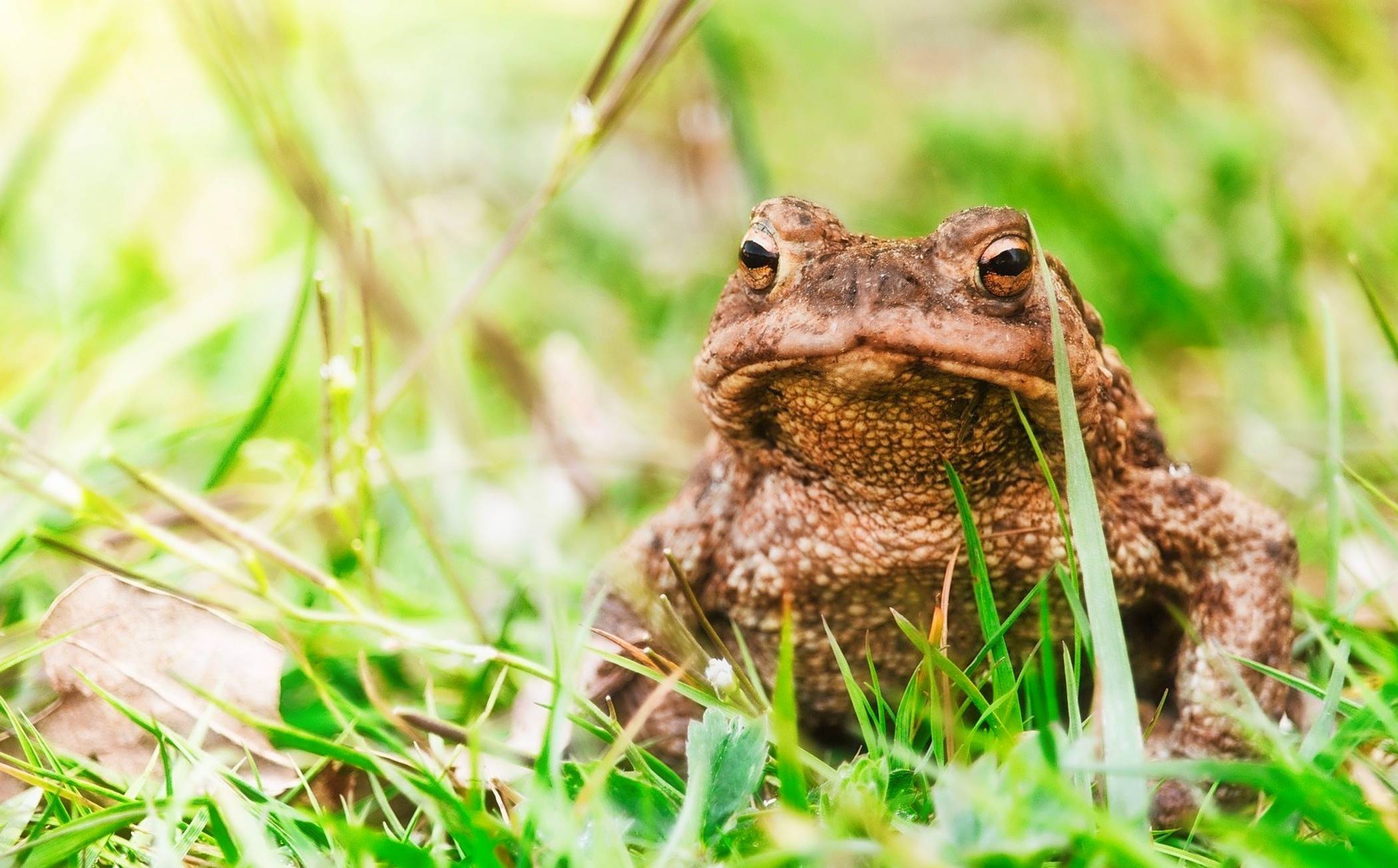  Erdkröte auf Wanderung - „Zeitverzögerte Auswirkungen auf den Bestand“. 