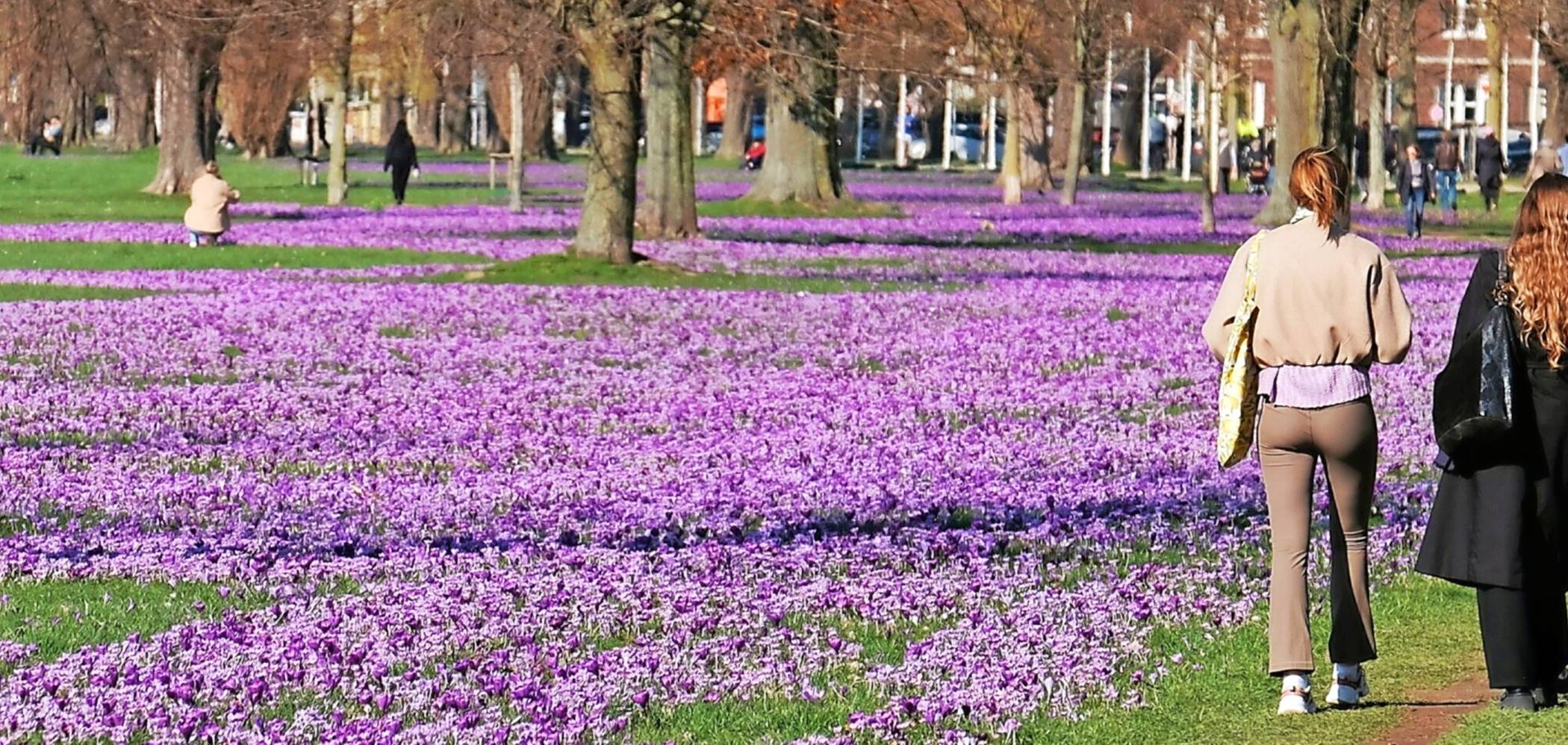Blaues Krokusblütenband im Rheinpark.