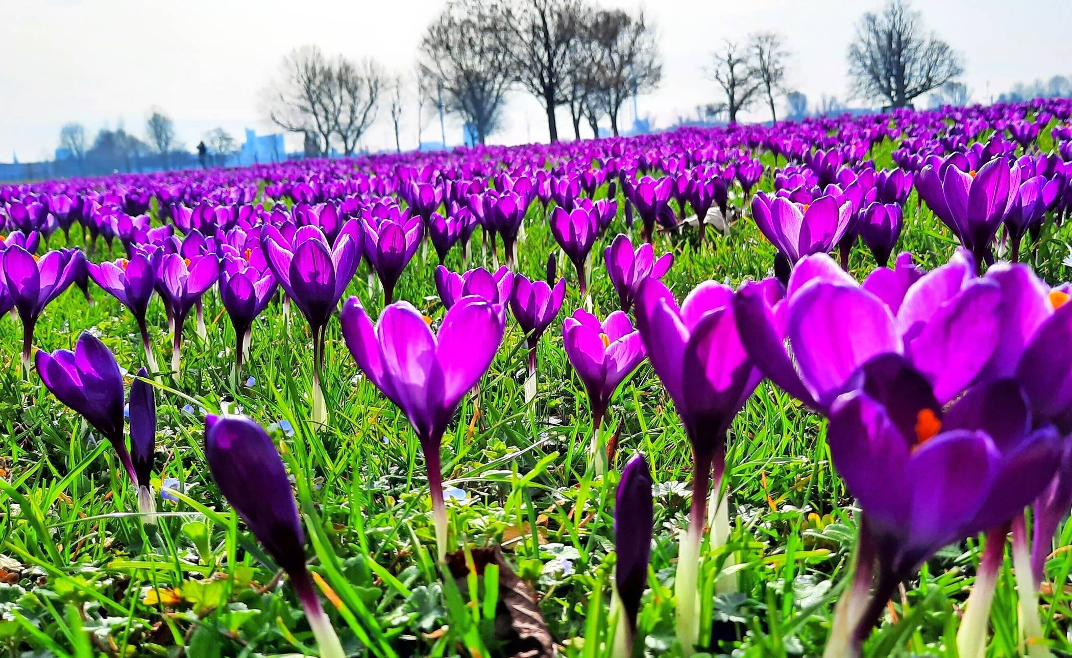  Blütenpracht aus nächster Nähe. 