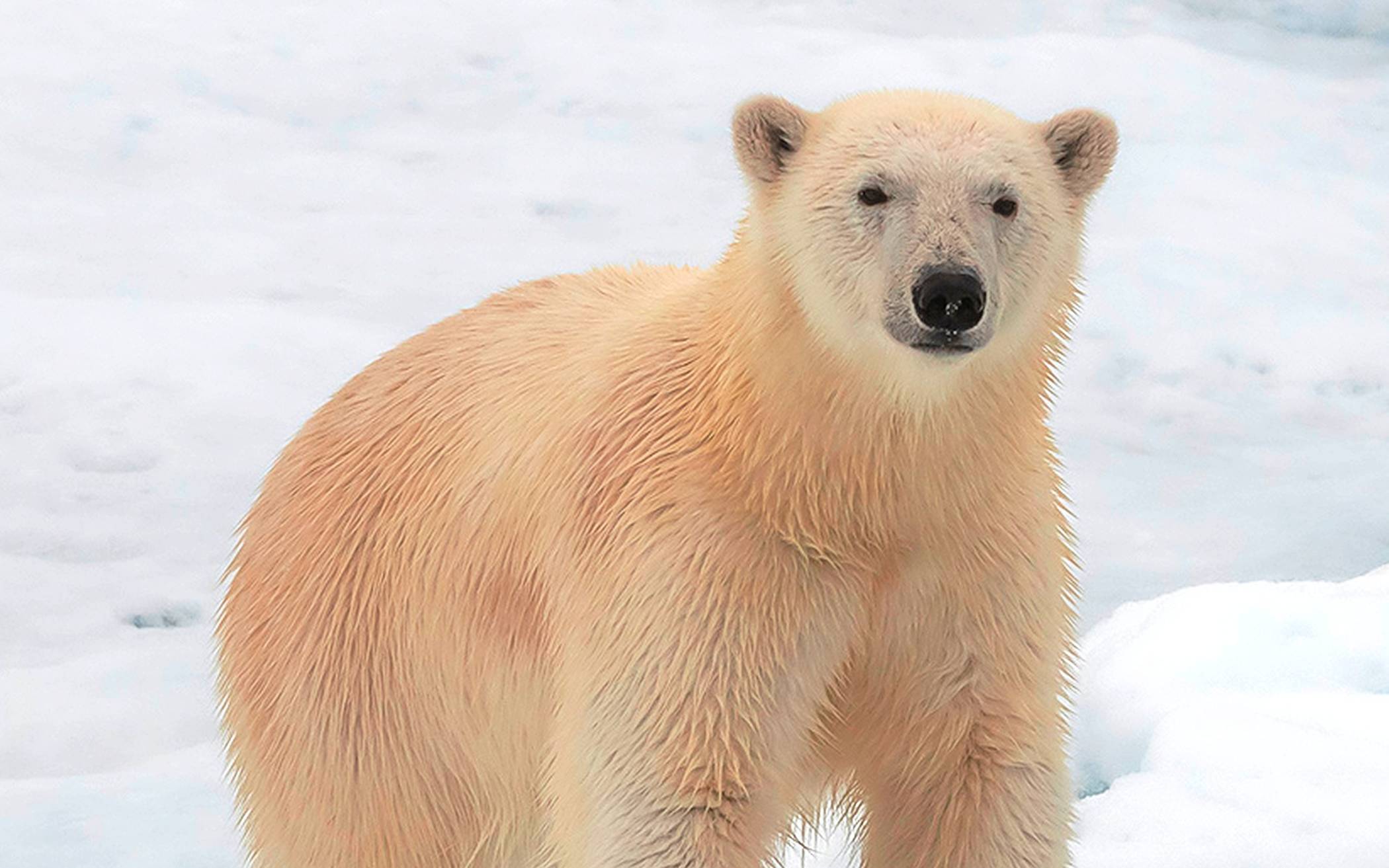 Der Eisbär als „regelmäßiger Begleiter“ der Forschenden.