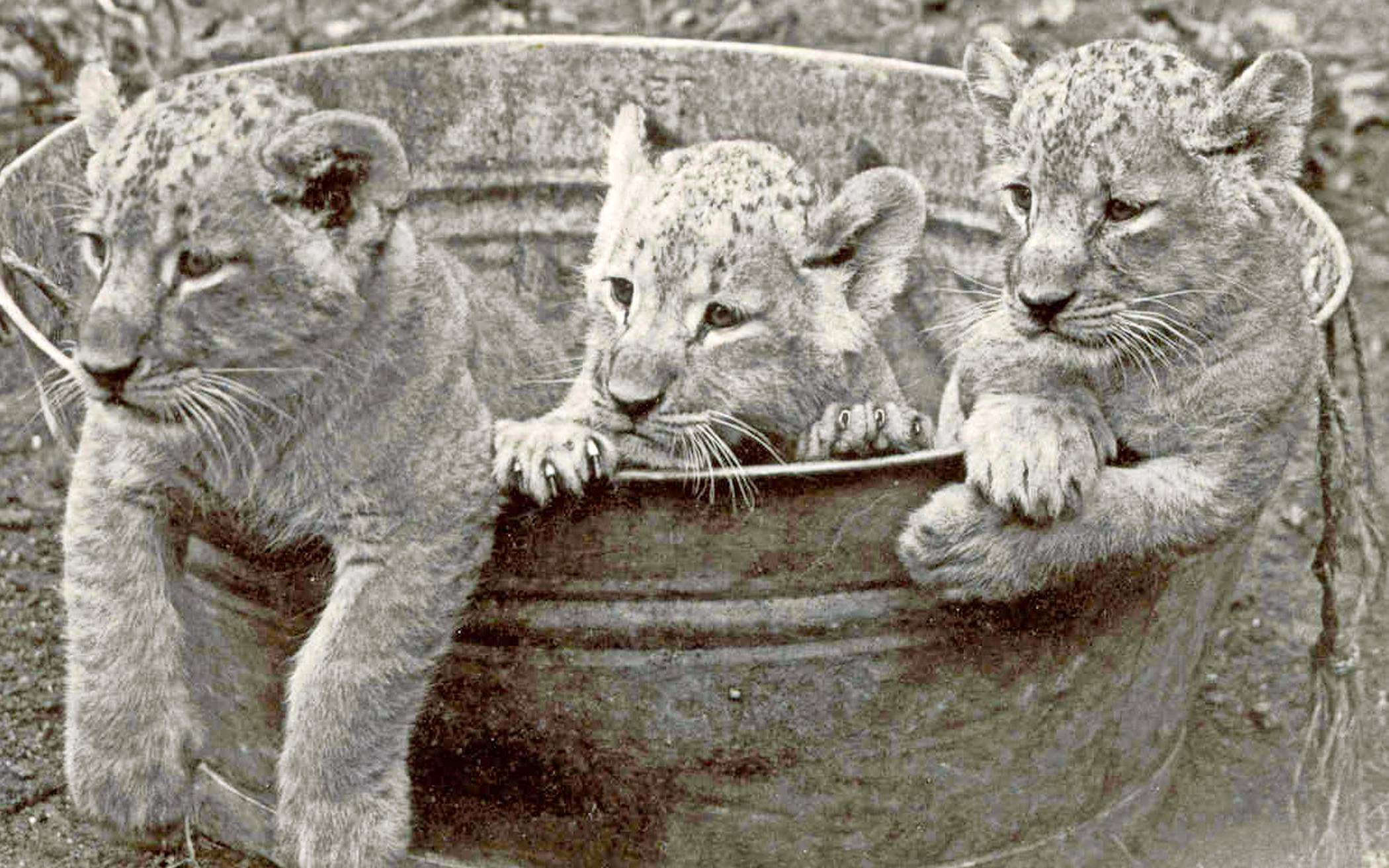 Foto aus den 1930er Jahren: Junge Löwen im ehemaligen Zoologischen Garten Düsseldorf. 