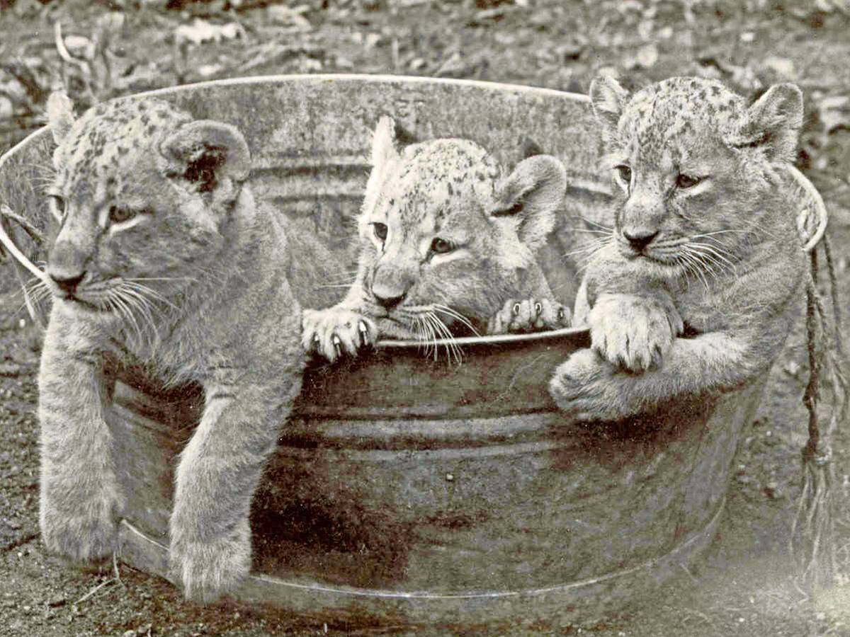 Die Tiere von 1876