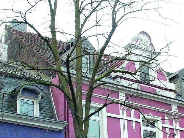  Die Scheinakazie an der Schönaustraße ist abgestorben und wird gefällt. 