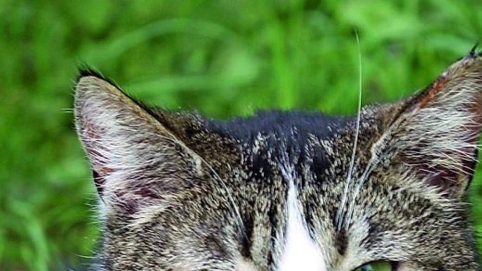  Herrenlose Katze. 