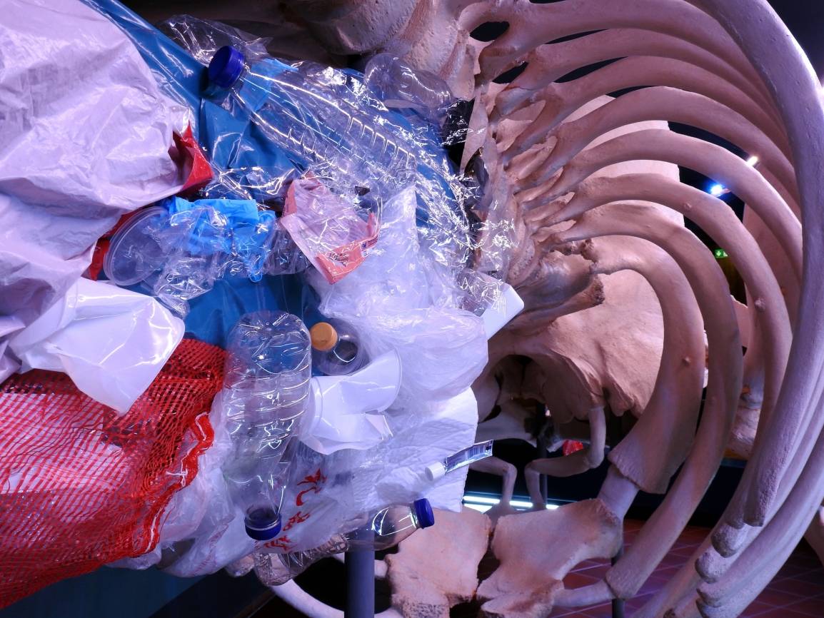  Beinahe sechs Kilogramm verschiedenster Plastikartikel wurden im Magen des in Indonesien angespülten Tieres entdeckt.  