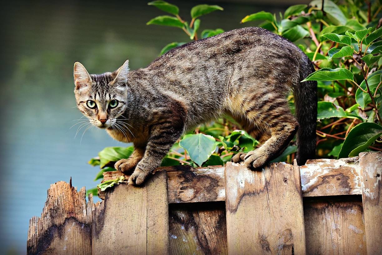 Katzenkastration für den Tierschutz