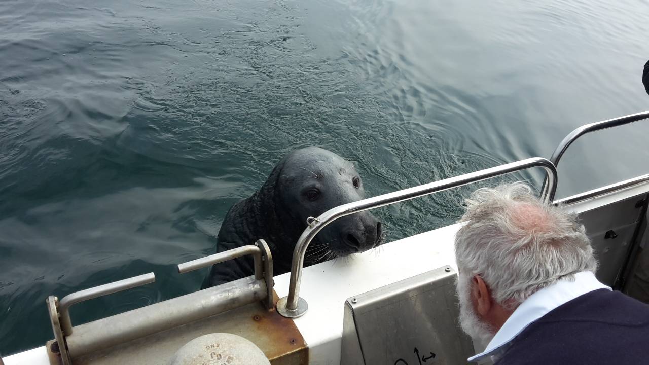  Wo ist die Makrele? Kegelrobbe "Stevie" wartet auf seinen Fisch. 