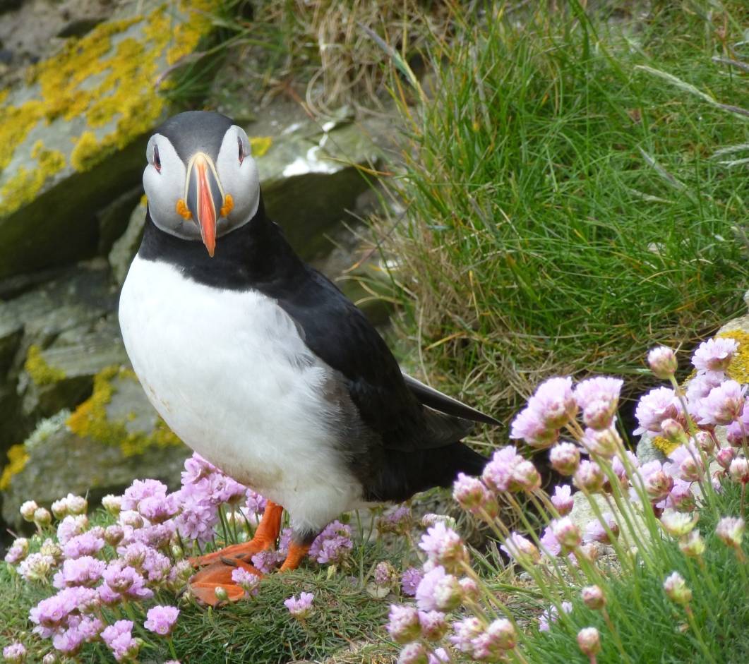  Alle lieben Puffins! Papageitaucher haben echten Star-Qualitäten. 