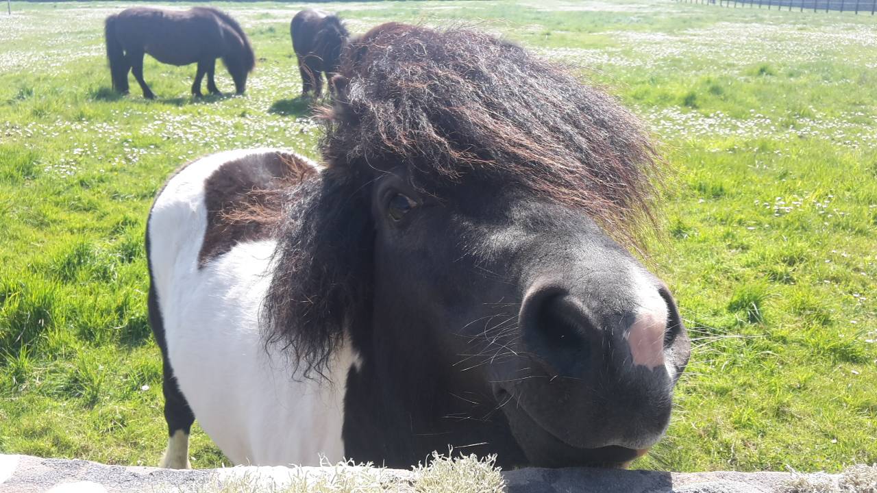  Shetlandpony 