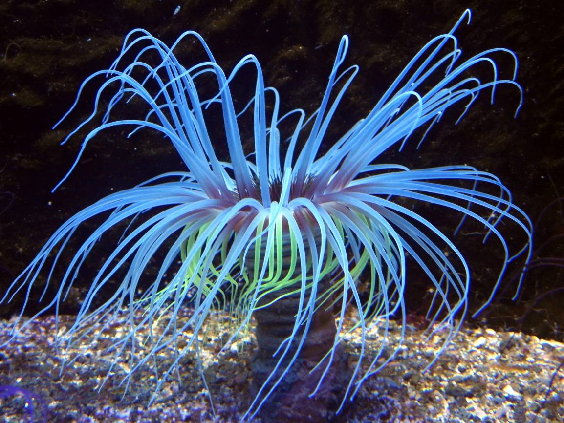  Zylinderrosen im Aquazoo.  