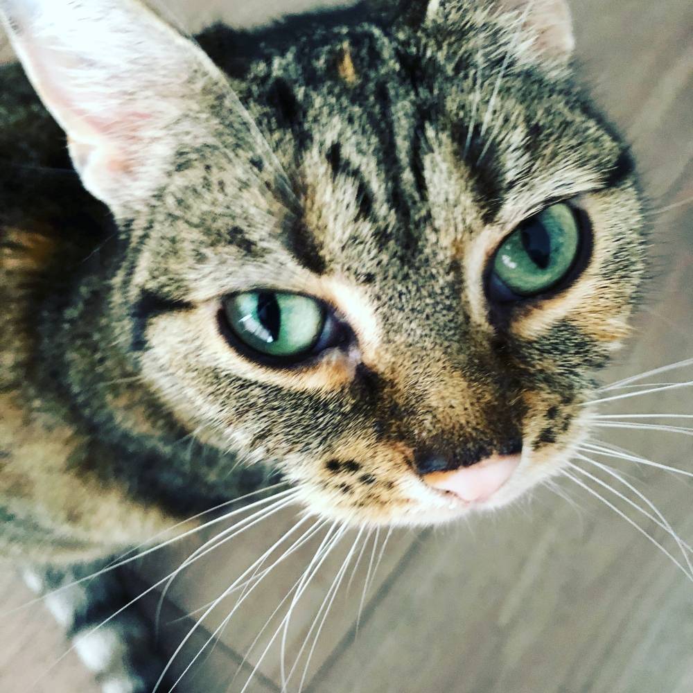 Der Name von Katze Nala stammt ebenfalls aus "König der...