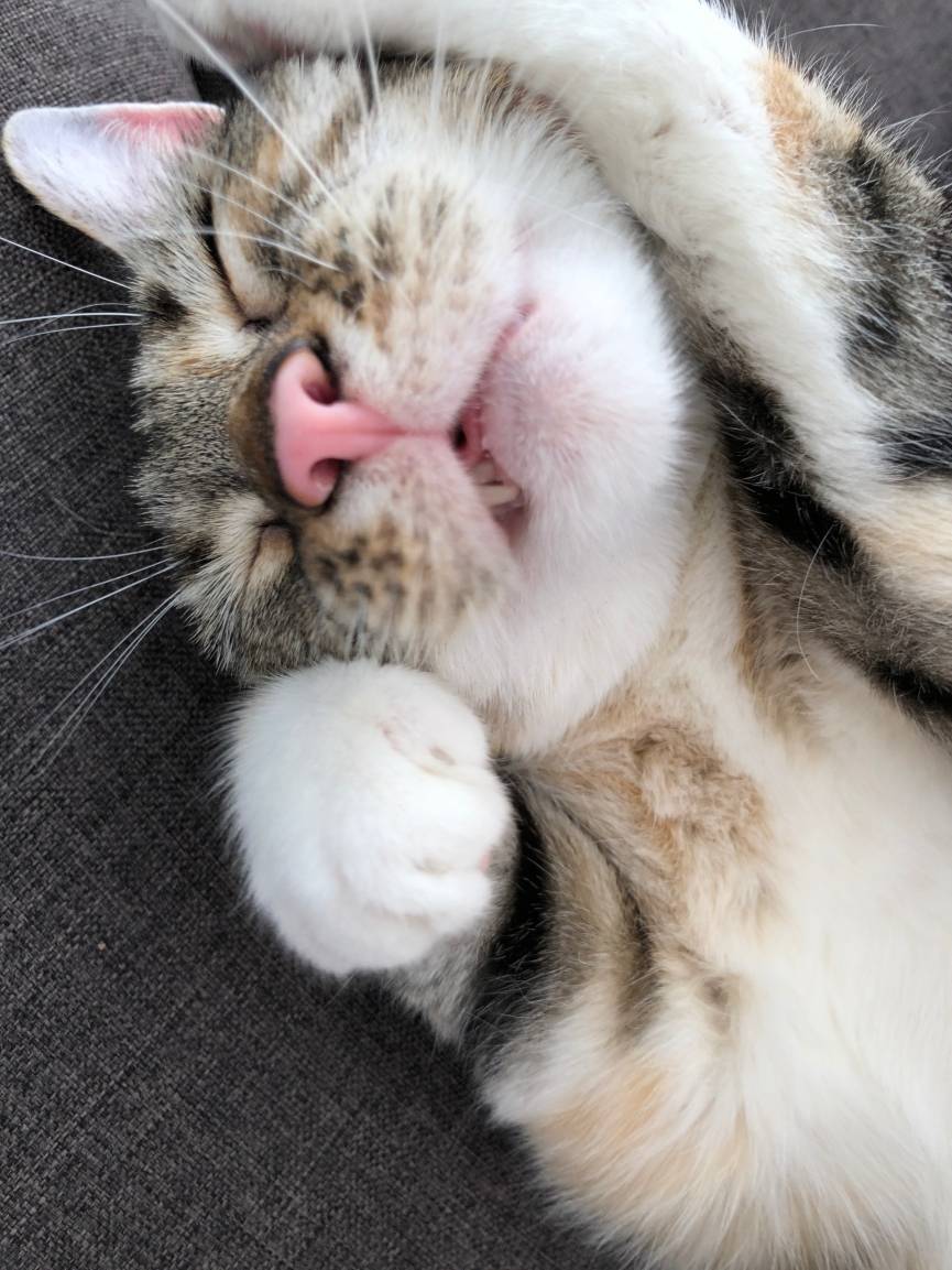Nala schläft meist auf dem Sofa im...