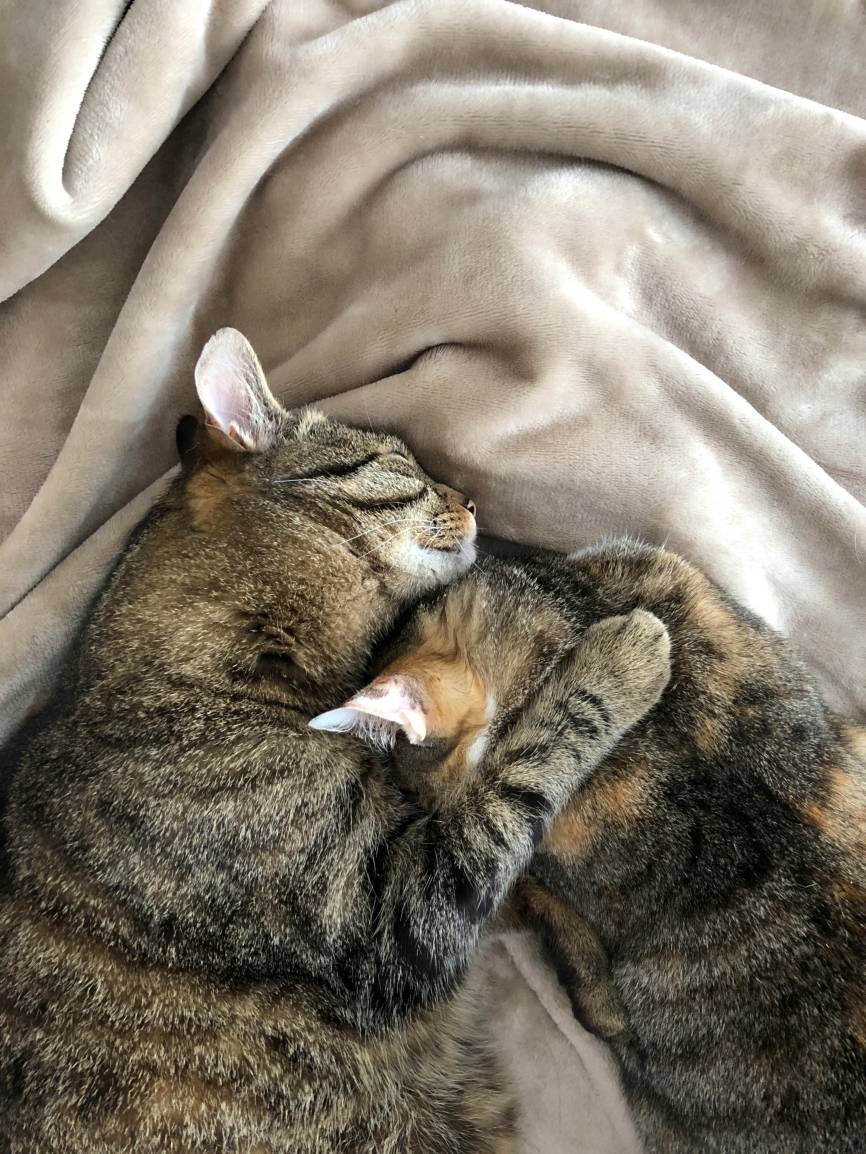 Aber schon kurze Zeit später haben sich die Miezen wieder lieb und kuscheln...